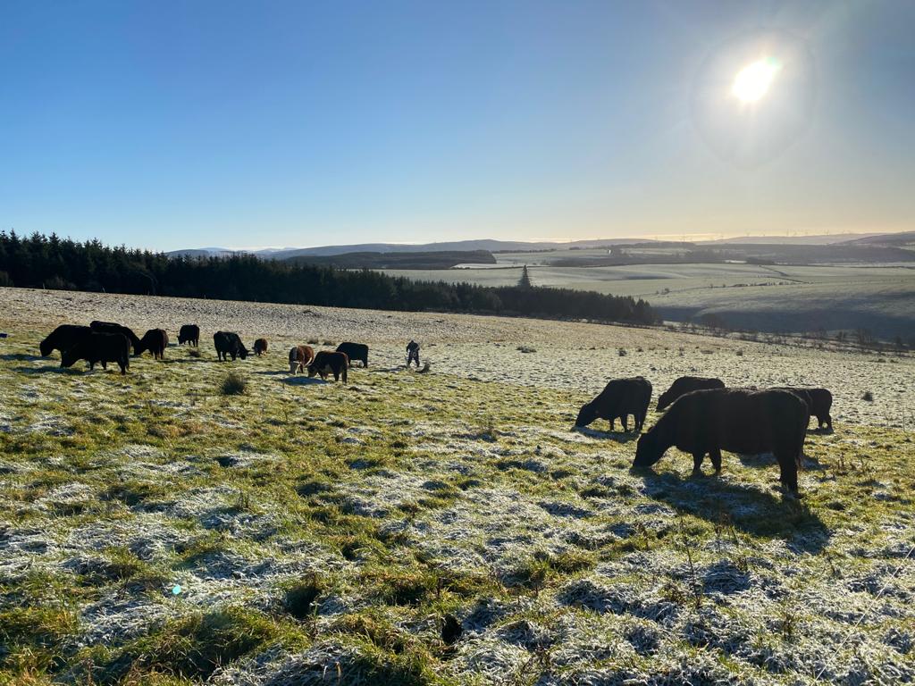 Outwintering1.JPG