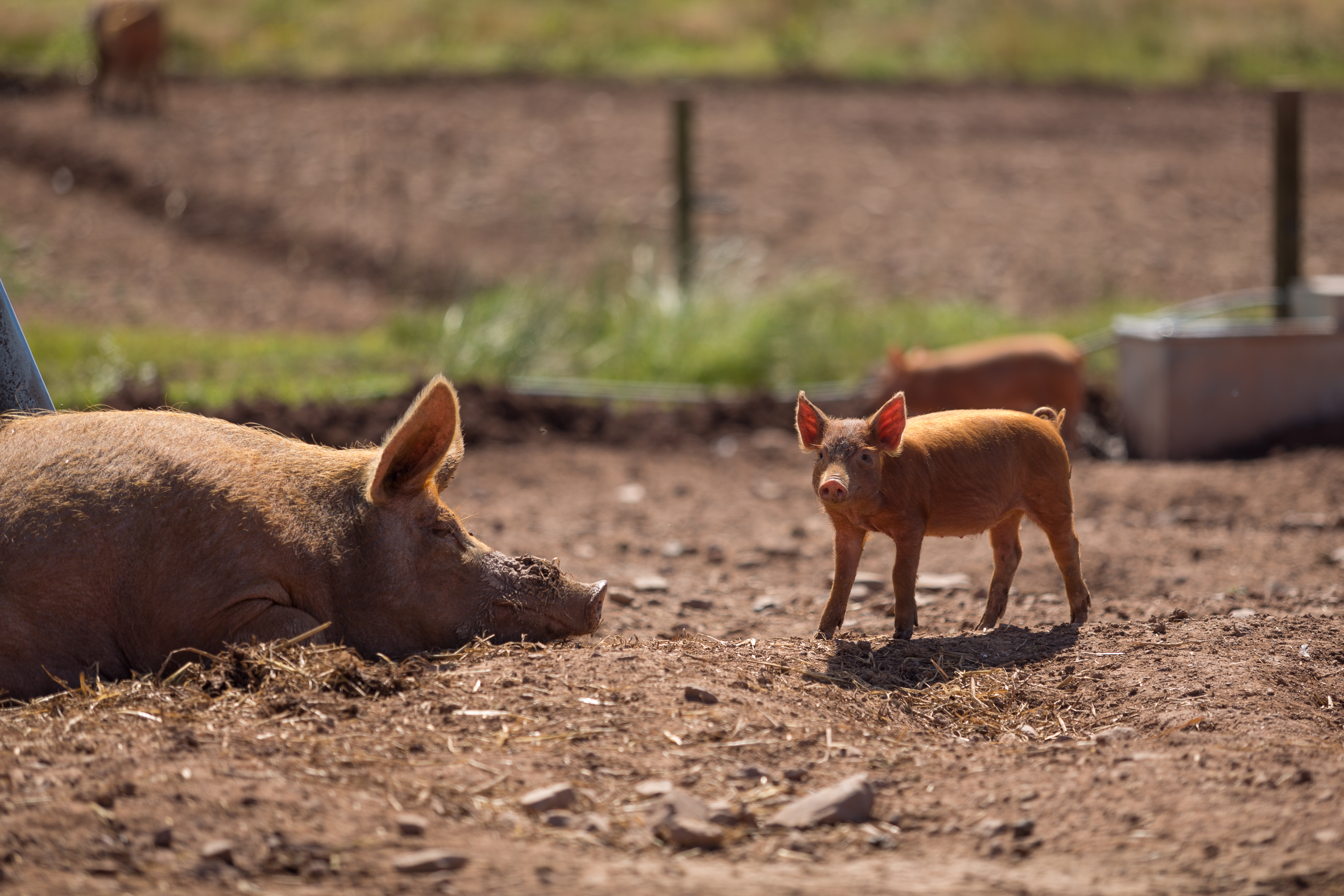 Sow and piglets pigs - organic licencee Peelham Farm Scotland credit Matthias Kremer