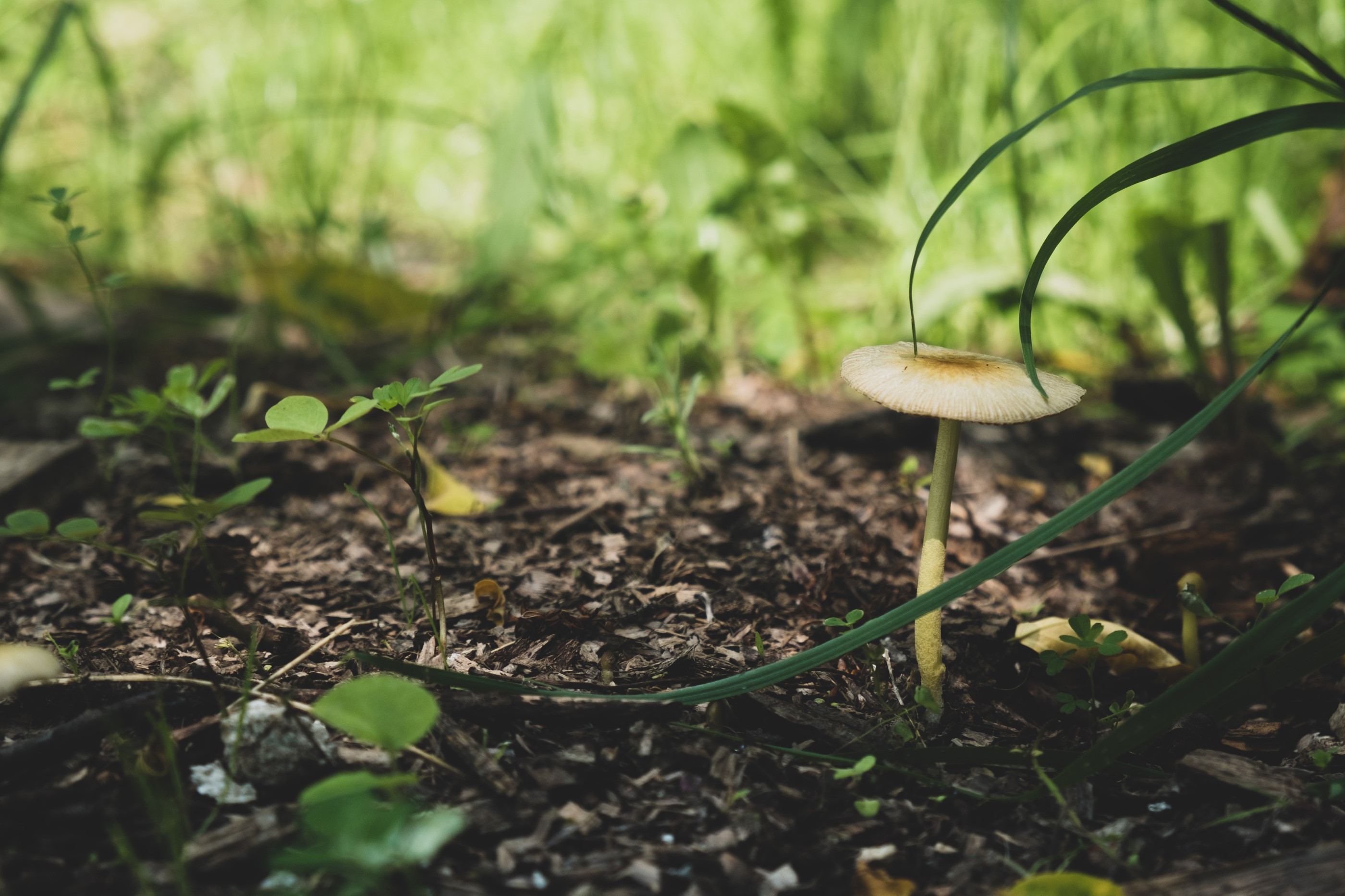 forest floor.jpg