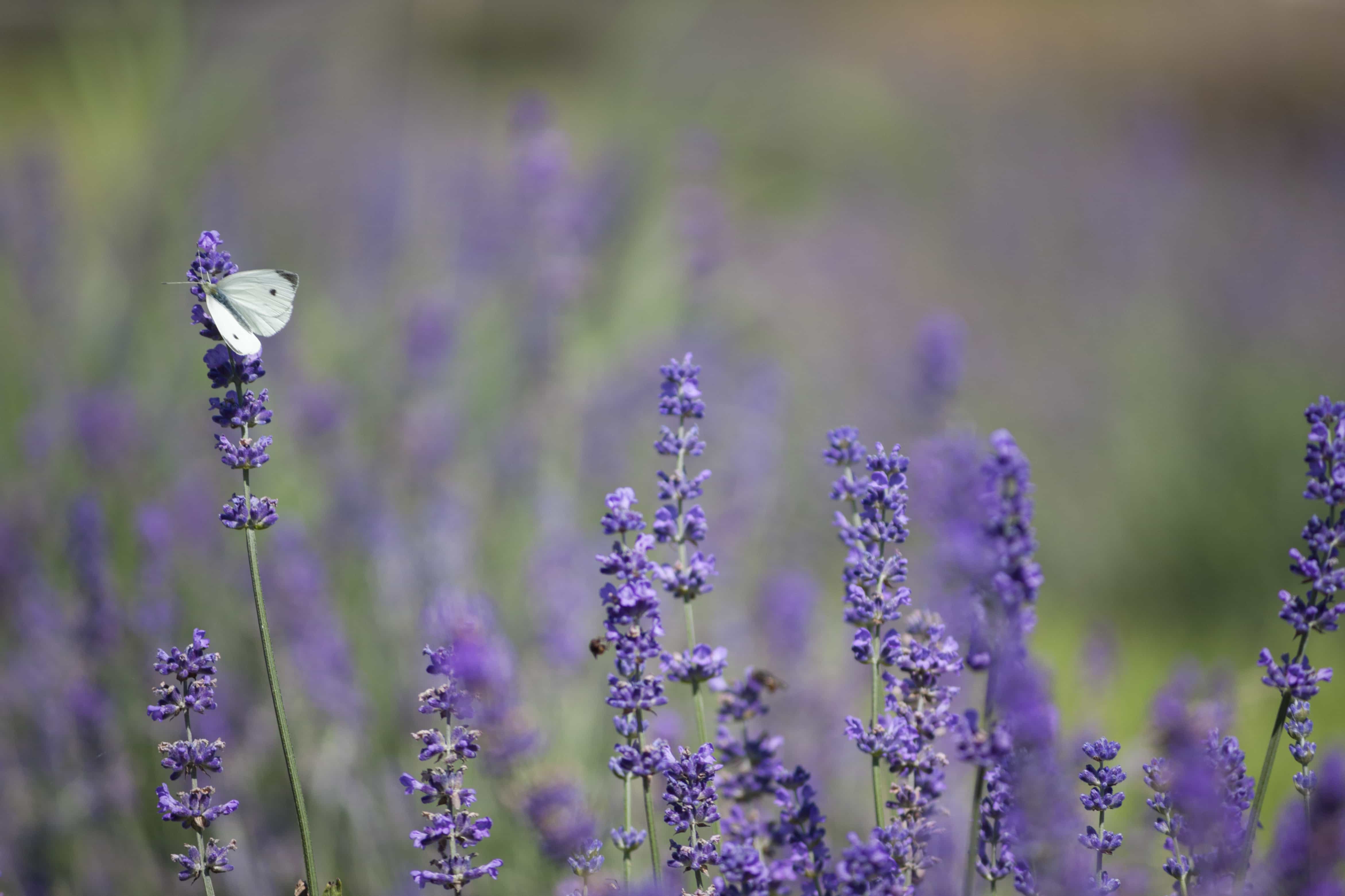 What is organic beauty?