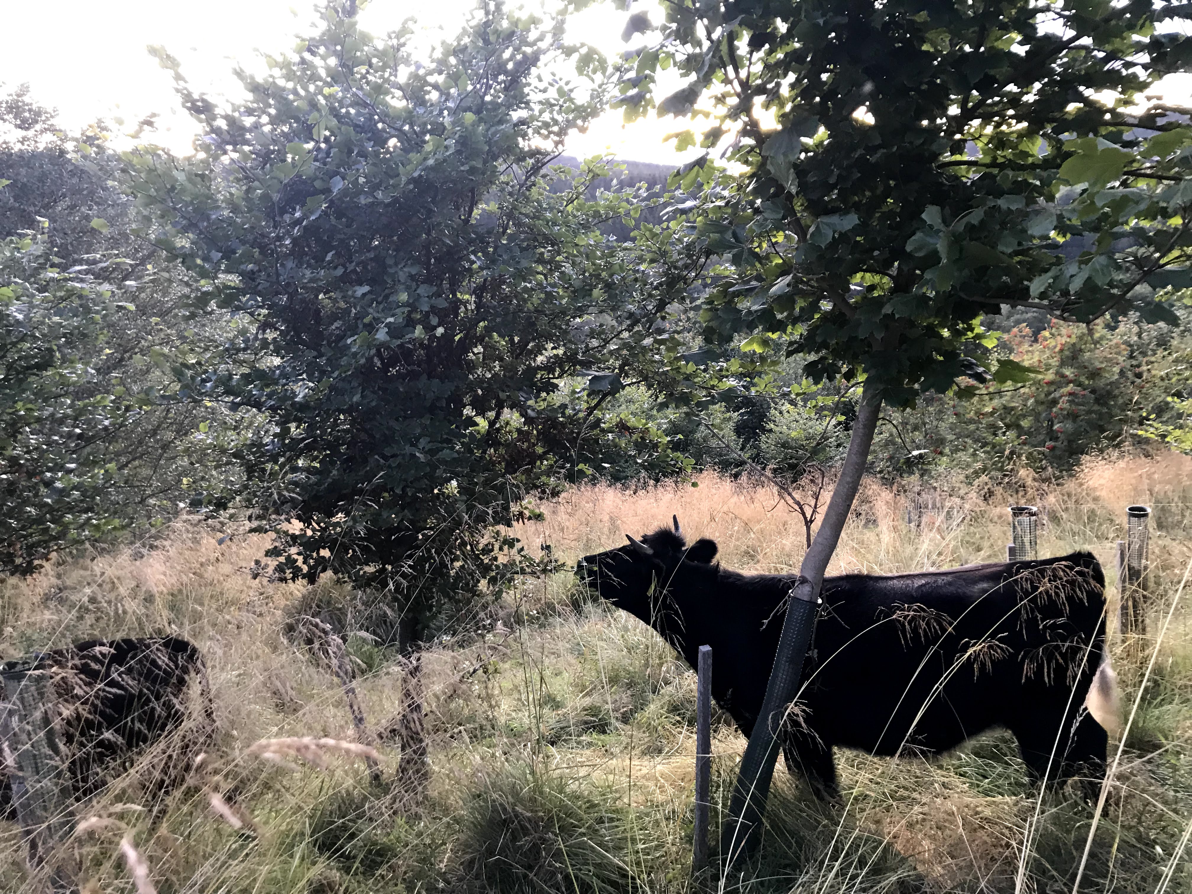 Could Trees Supplement Forage?