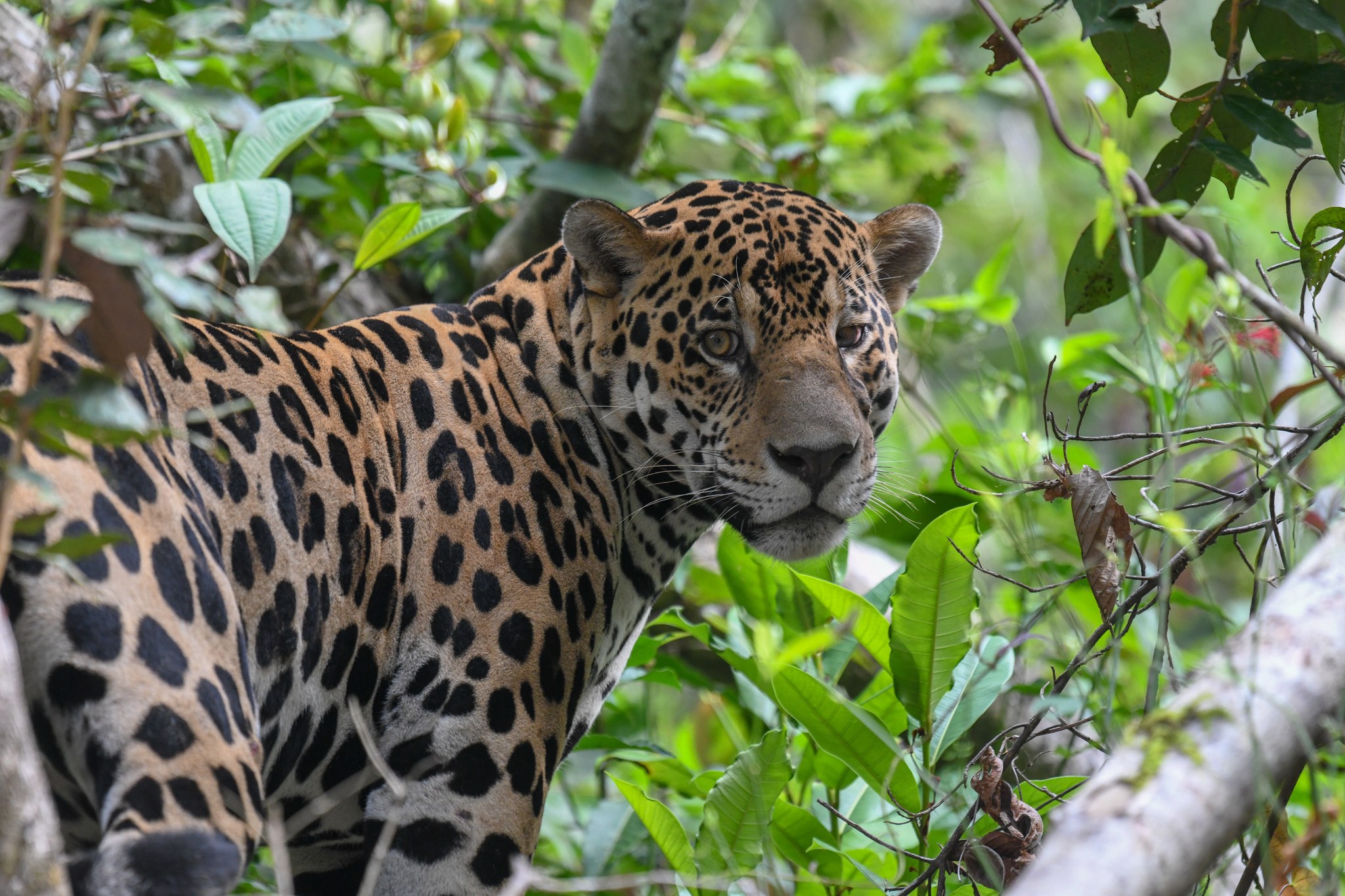 leopard