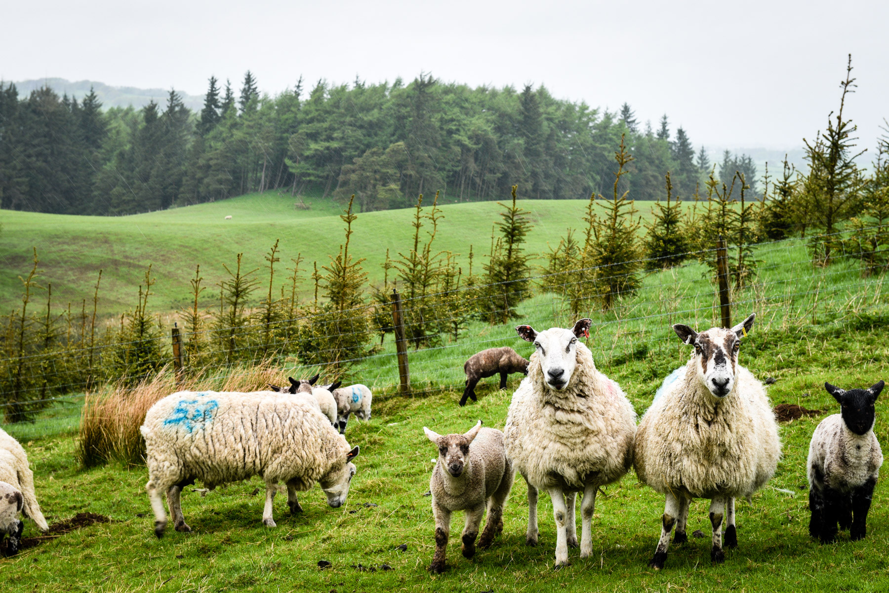267.jpg