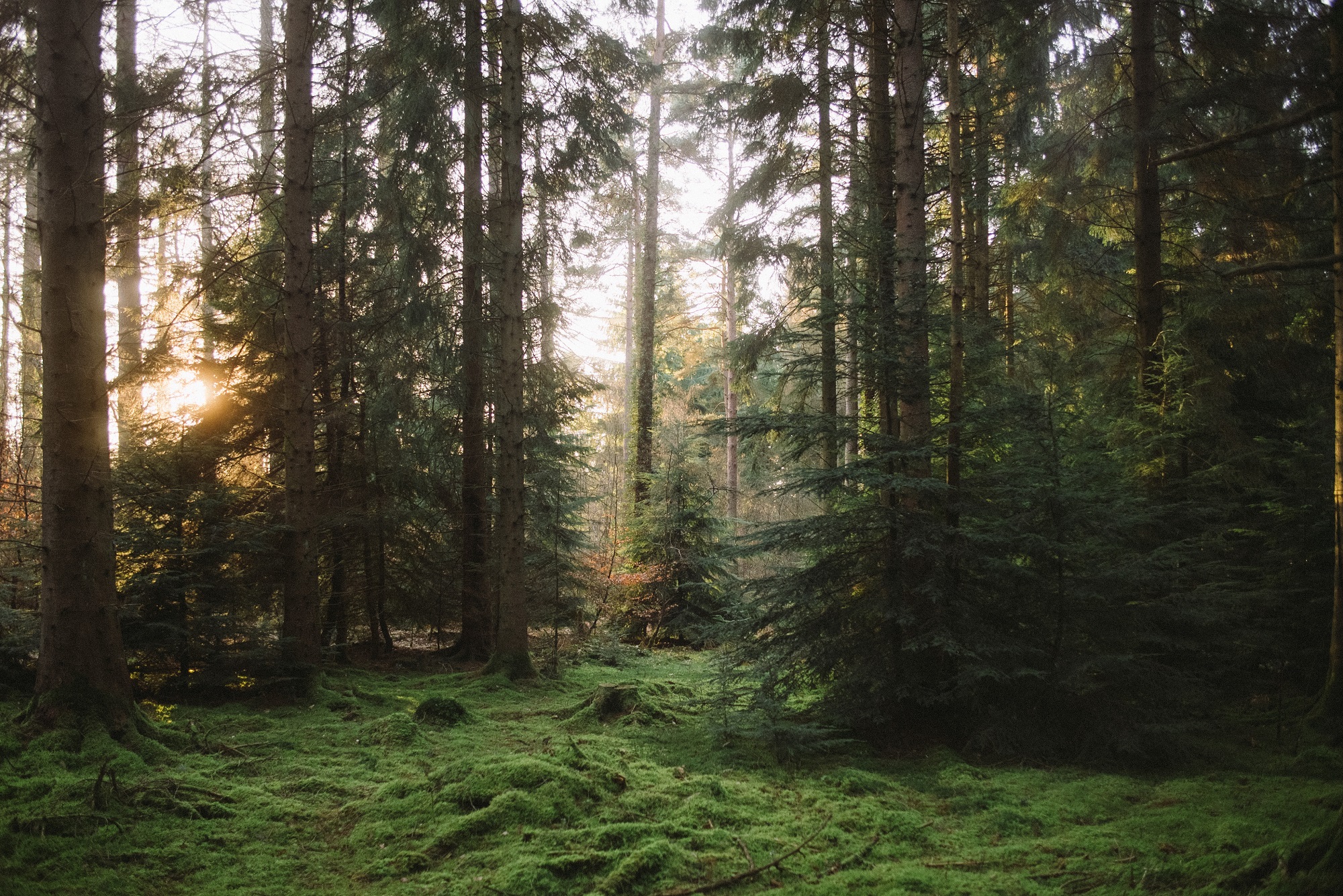 Forestry Banner.jpg