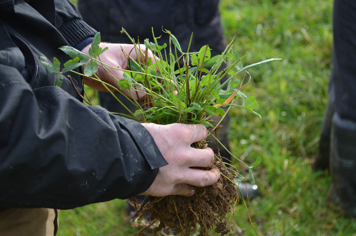 Herbal-leys-event-at-Godminster-Farm-soil-small.jpg
