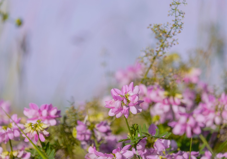 cover-crop-vetch.jpg
