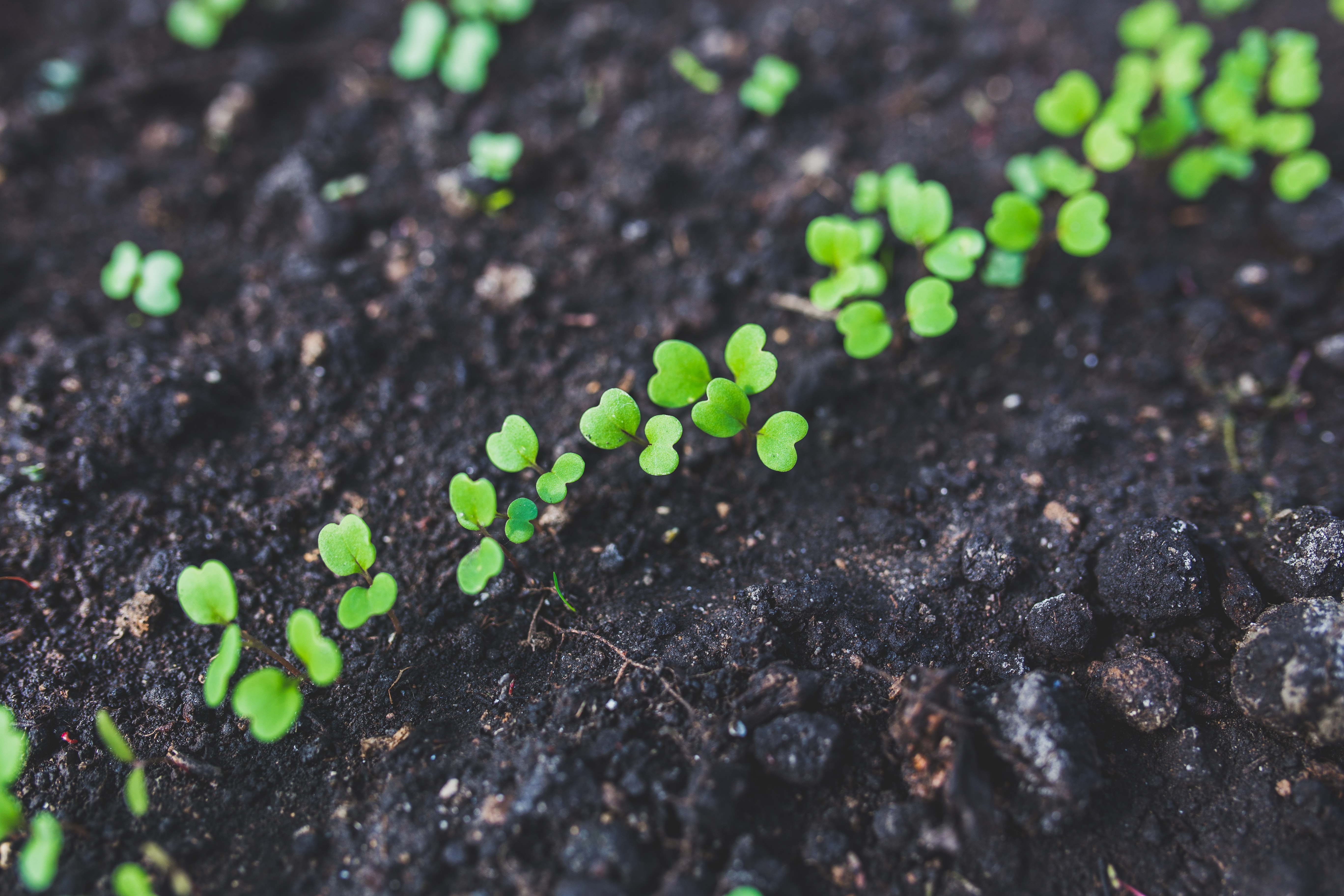 sprouts in soil.jpg