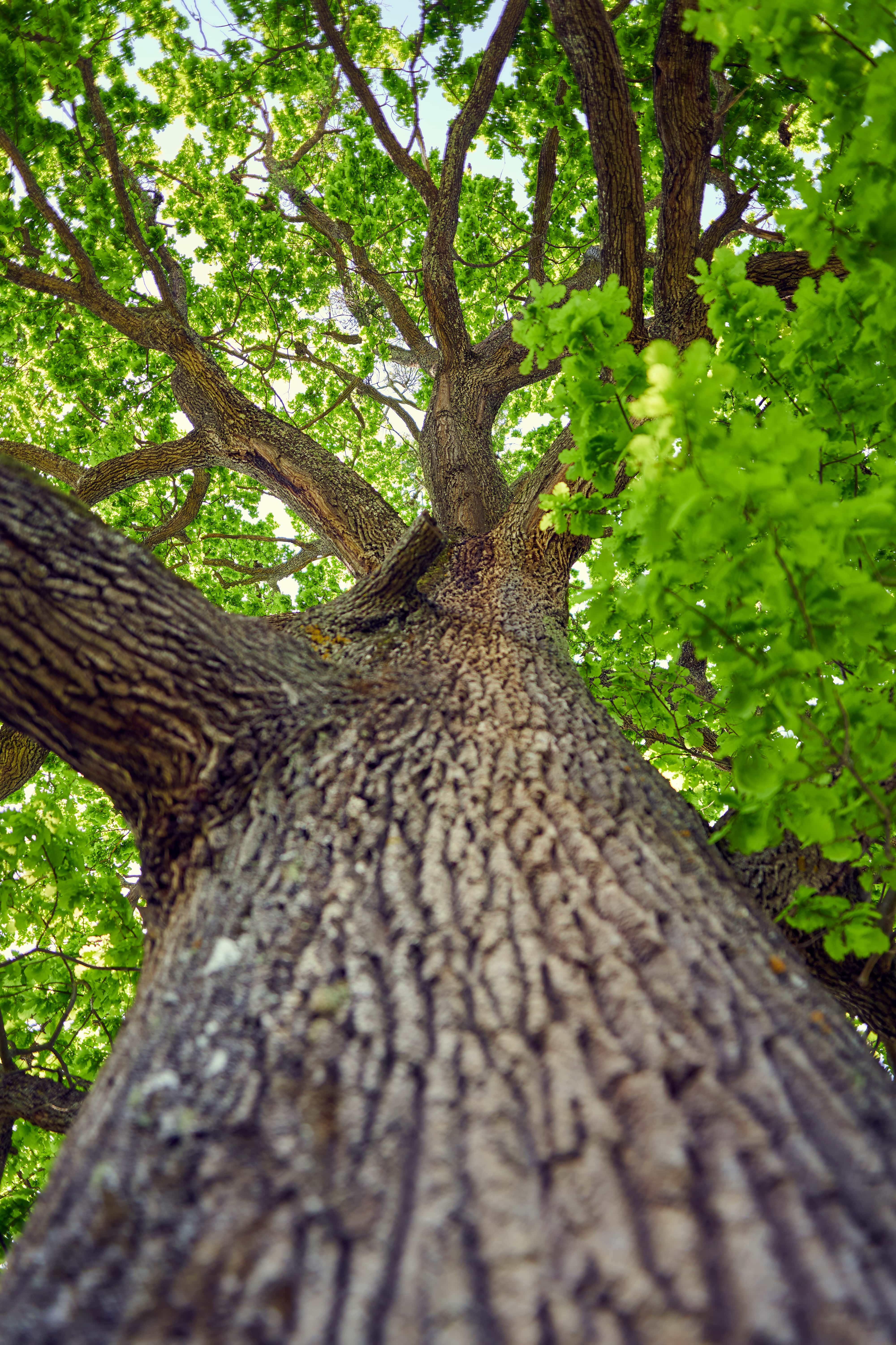 FSC strengthens position on conversion and encourages remedy for harm with new documents