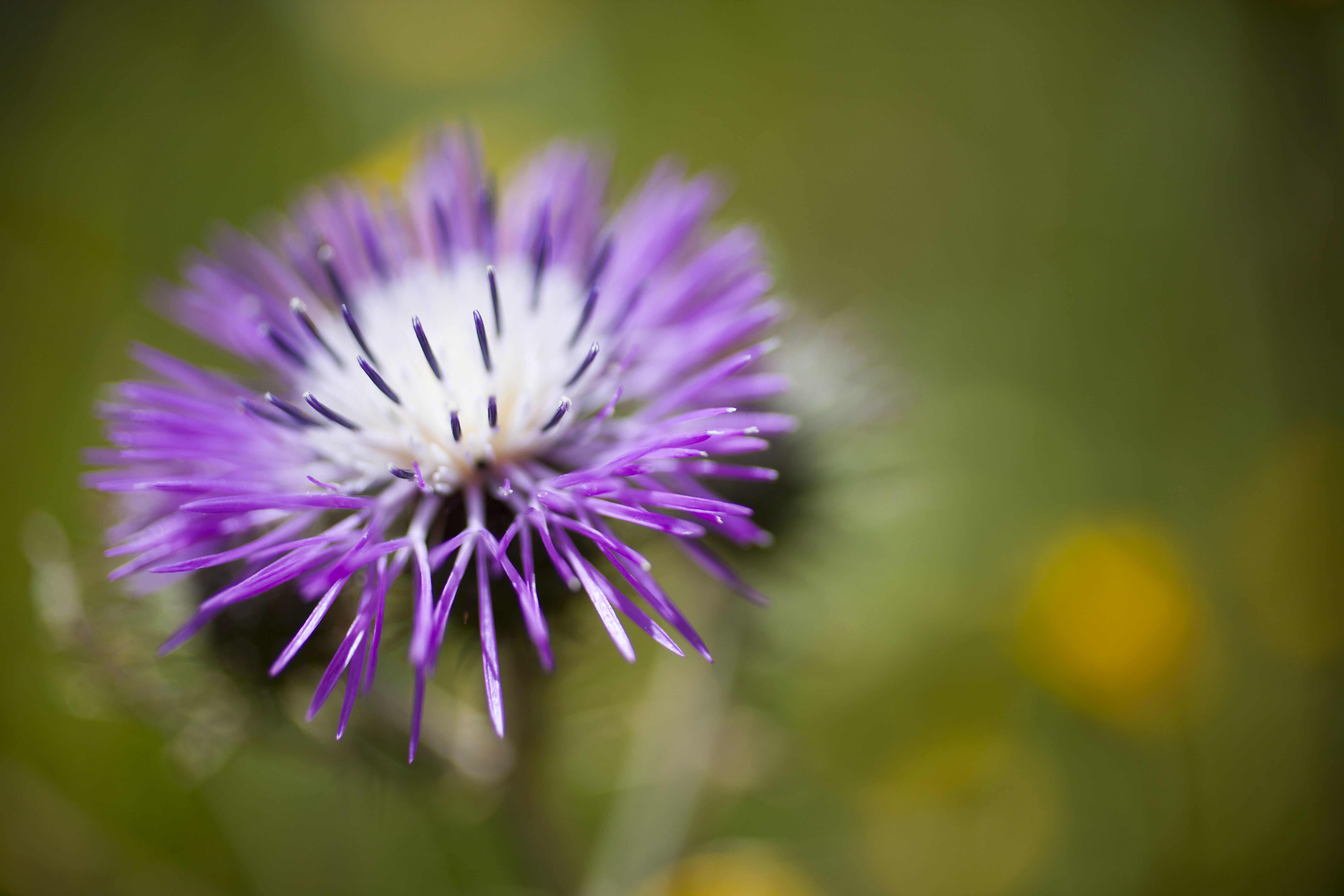 Purple flower