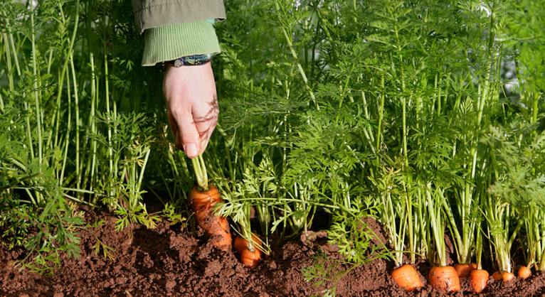 sa_carrots_resize.jpg