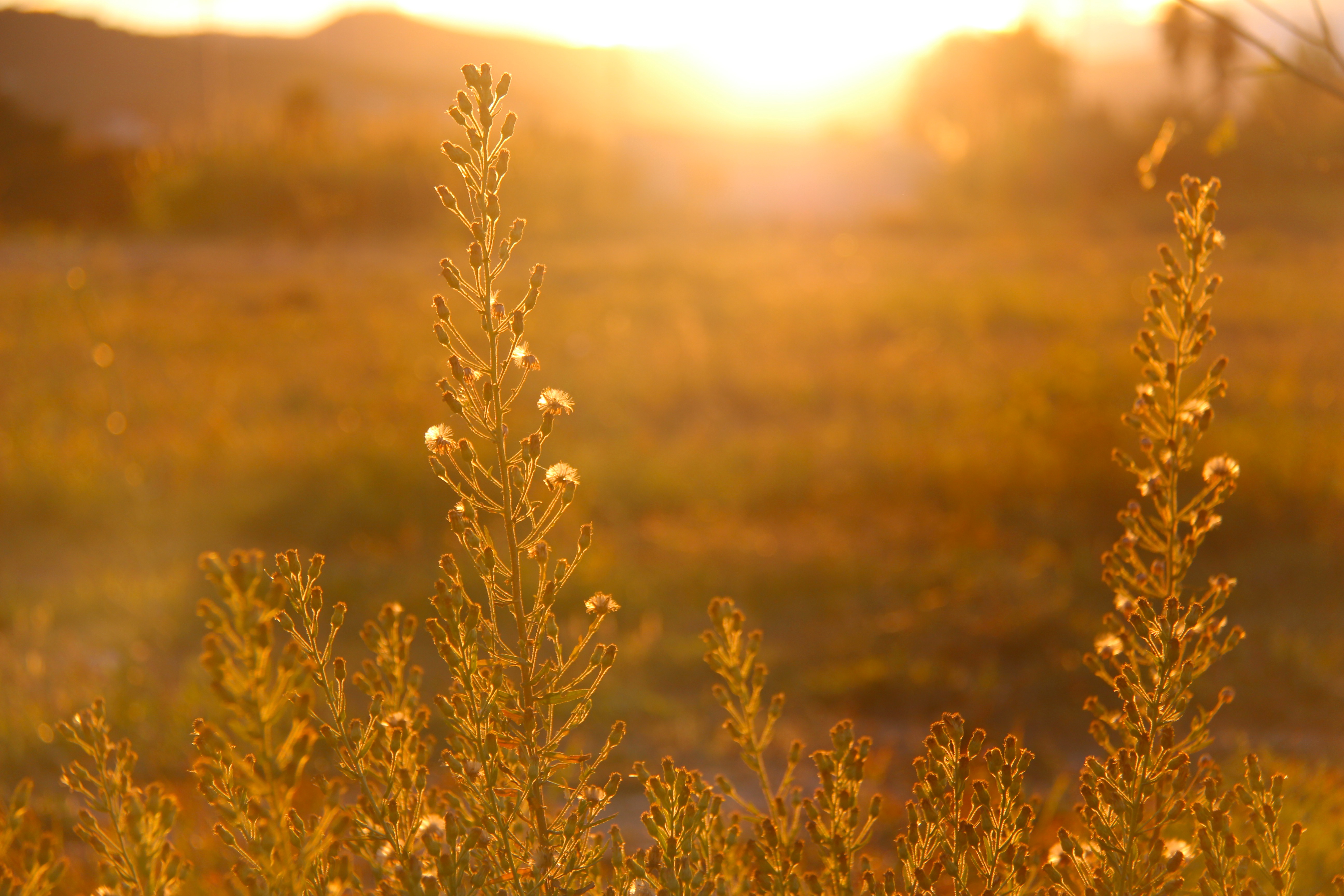 Bright field