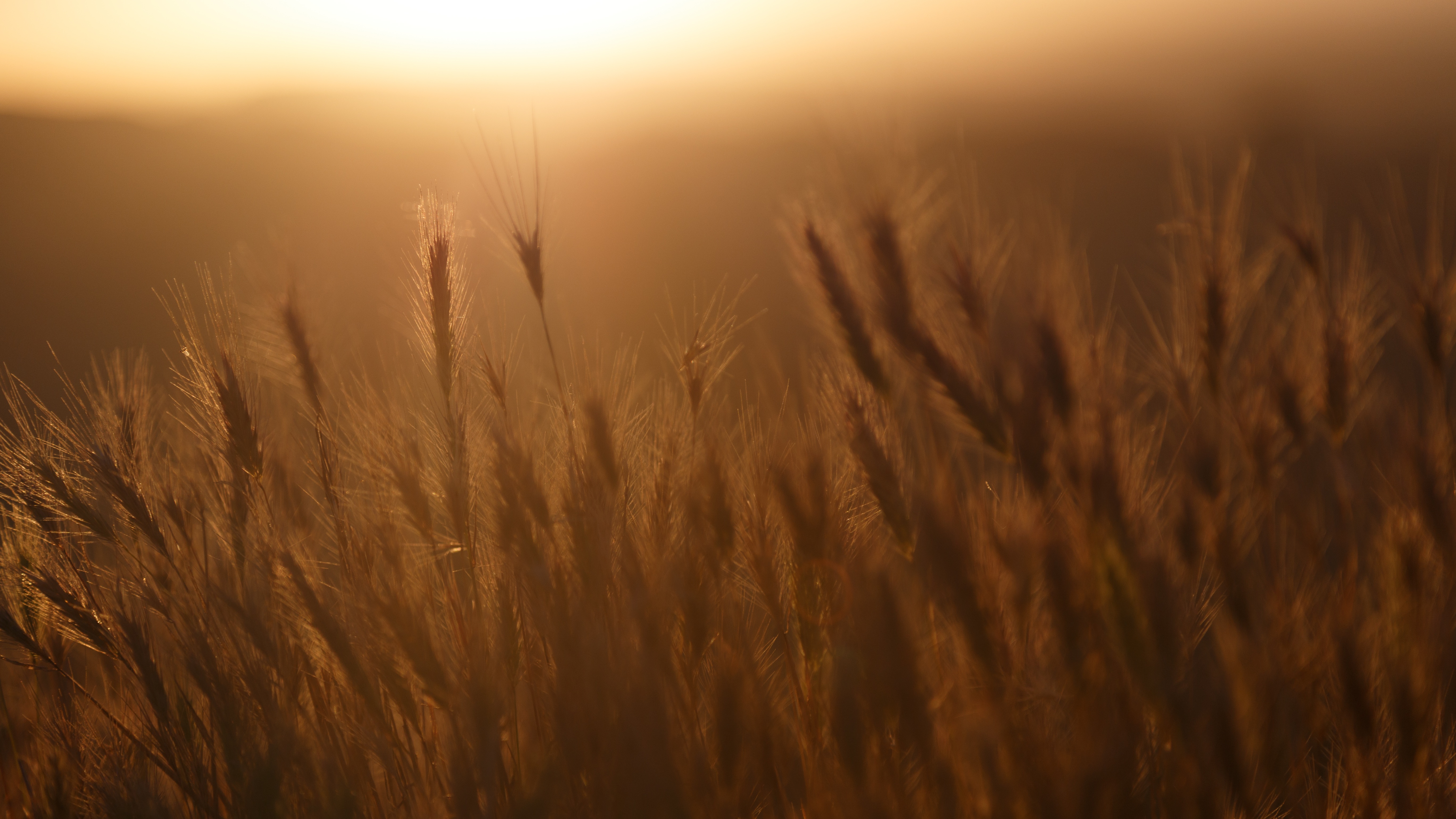 Sunset in field