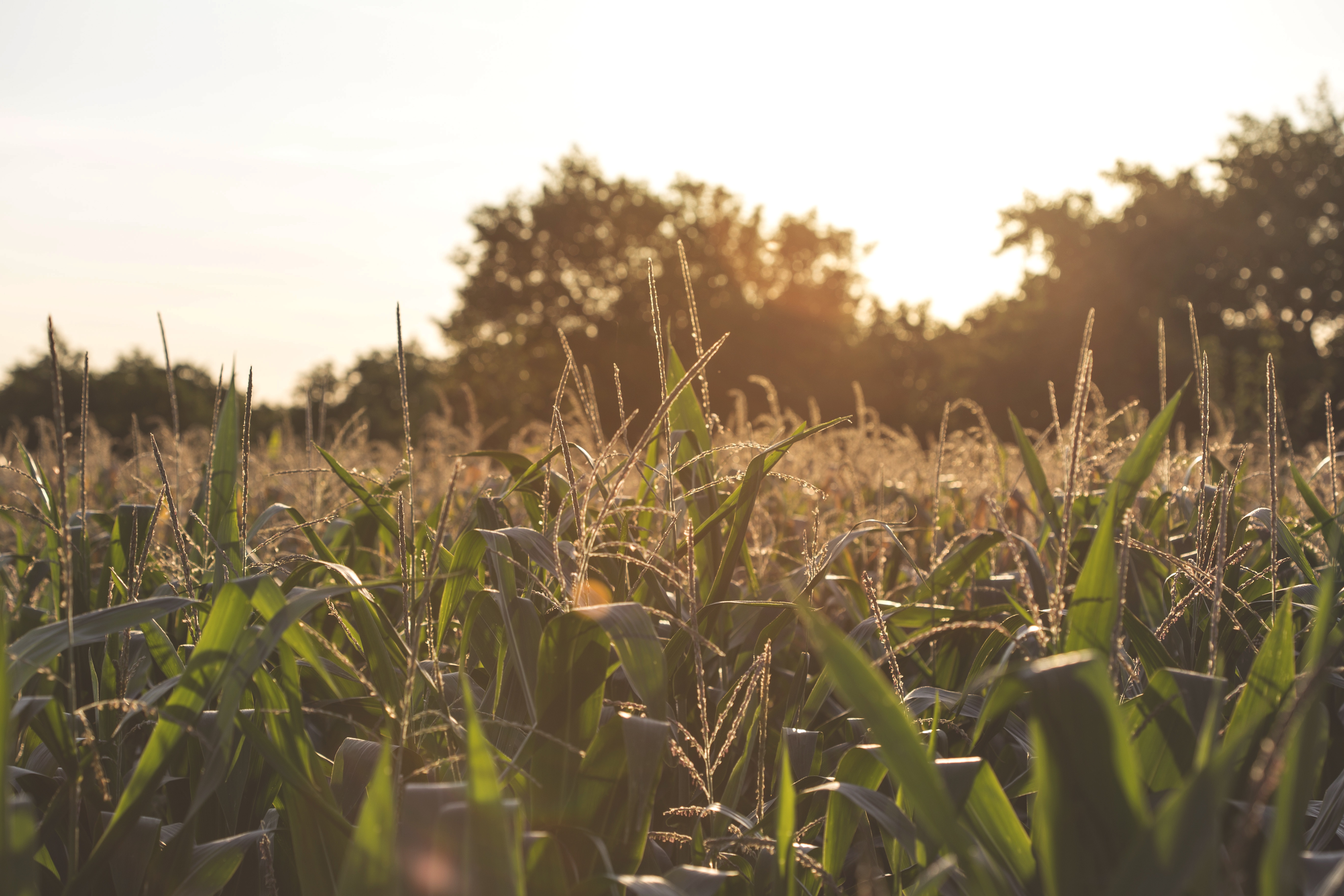 Sunset in cornfield