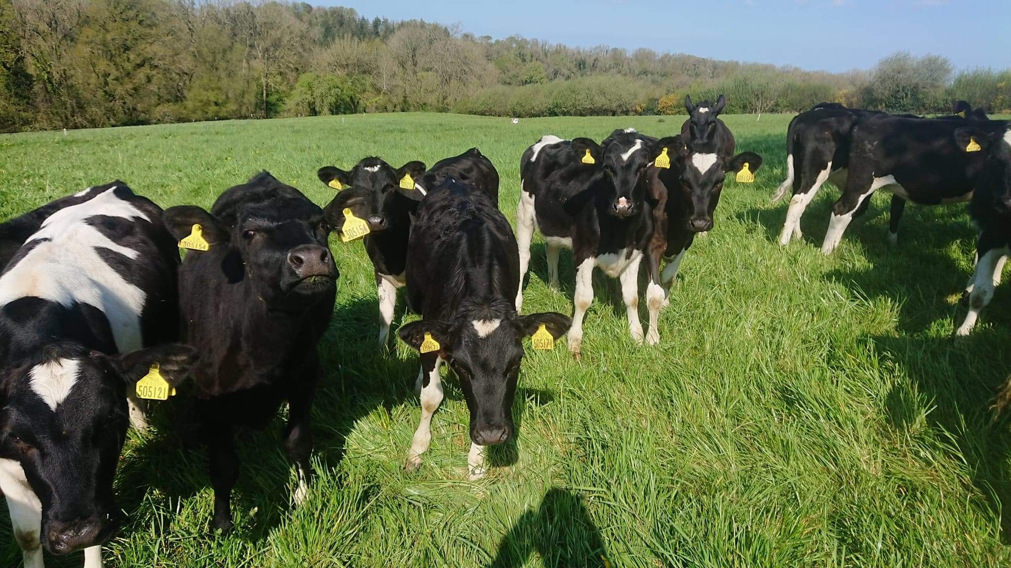 2022calves1.jpeg
