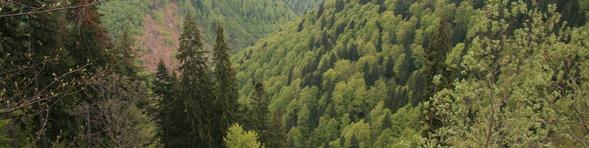 How to apply for Forest Management FSC and PEFC certification