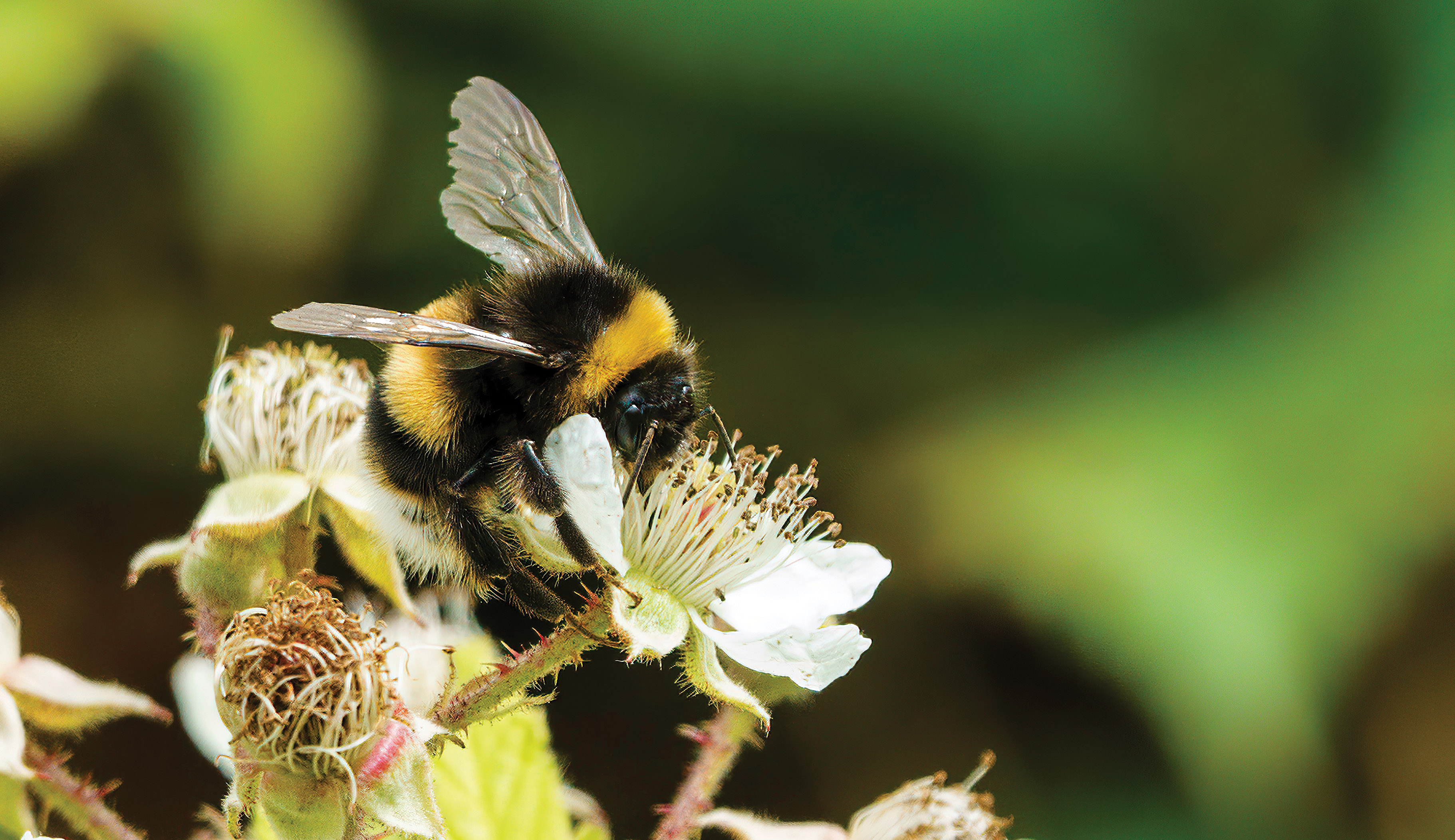 bee_header.jpg