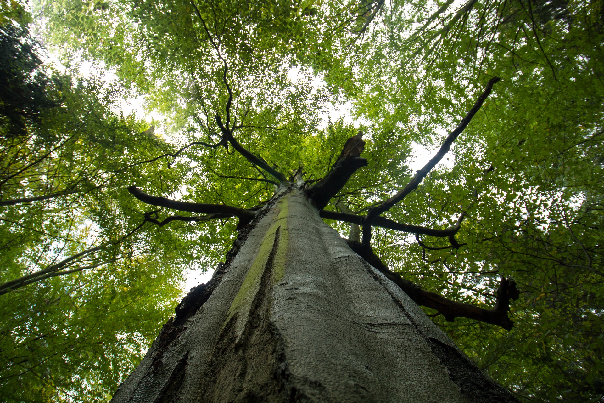 soil-association-certification-forestry-baobab.jpg