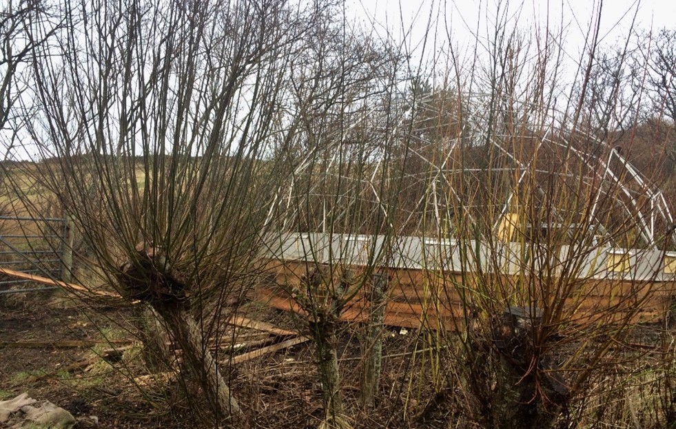 CS coppicing Wild Croft1.jpg