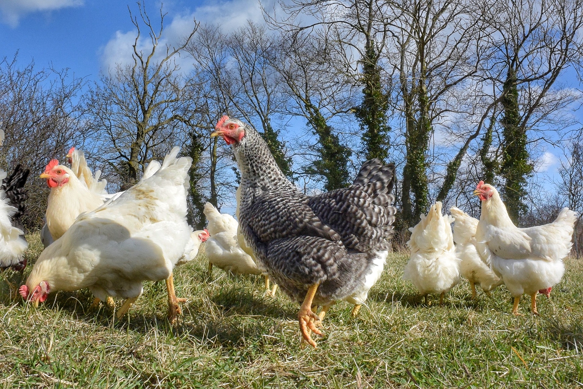 Chicken3-01_MapleFarm_Organic_Licensee_PermissionGrantedbyMikeMallet_ForUseWithCaseStudy_NoExpiry.jpeg