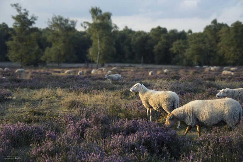 A busy week in politics, but time to focus on Ag Bill consultation