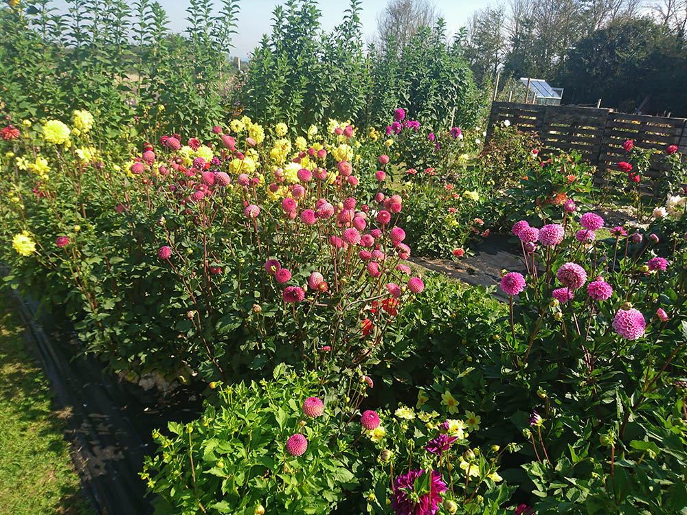 dahlia_beds_web.jpg