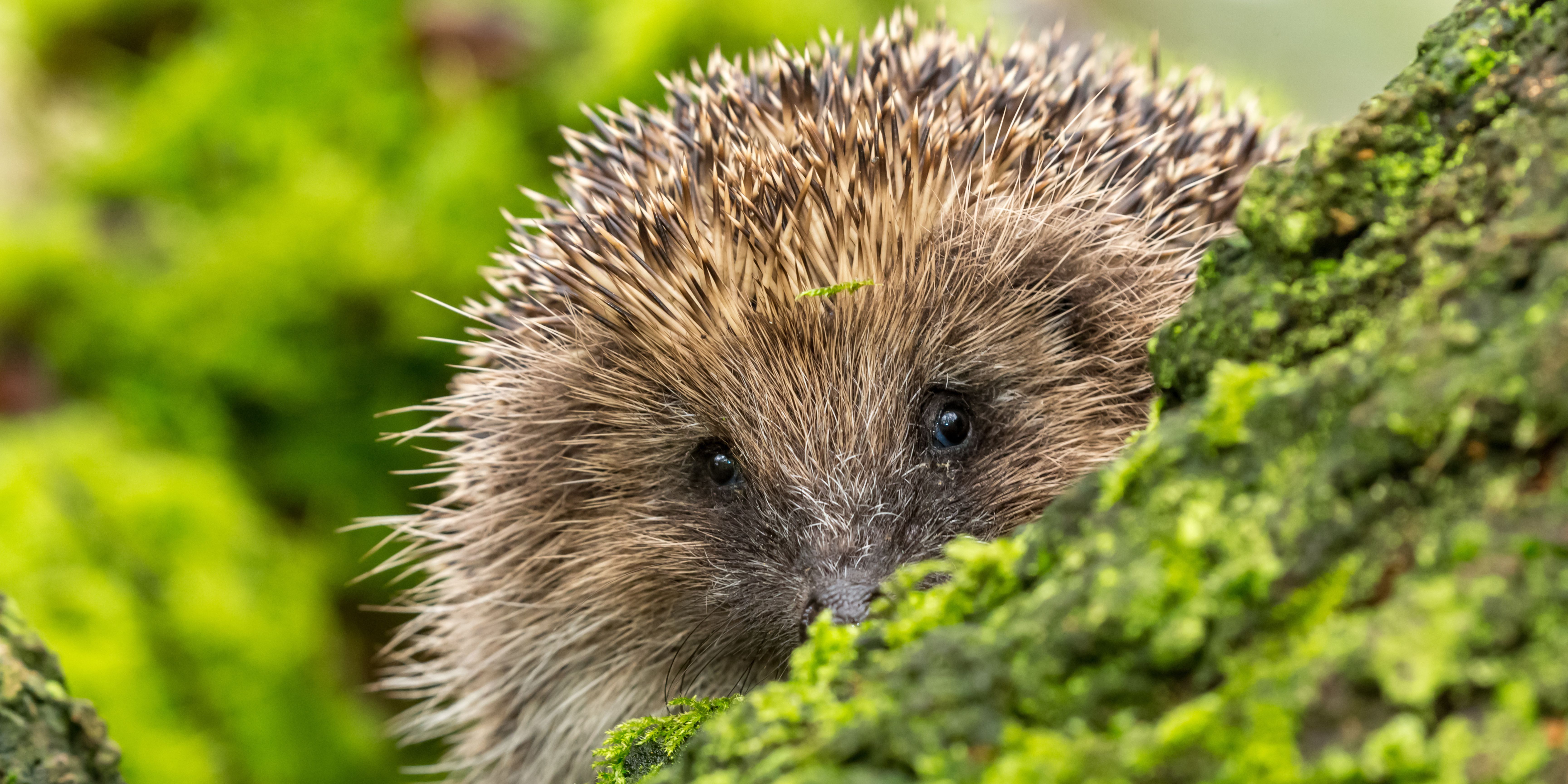 hedgehog banner.jpg