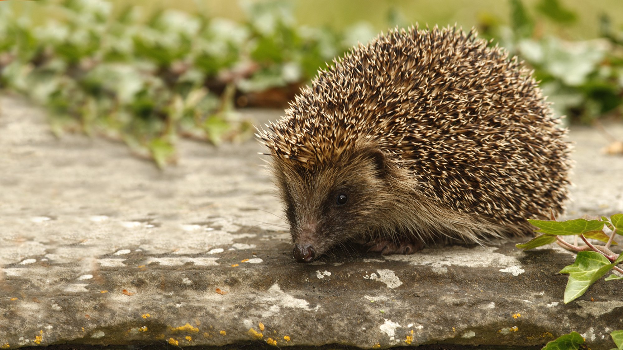 Hedgehog.jpg