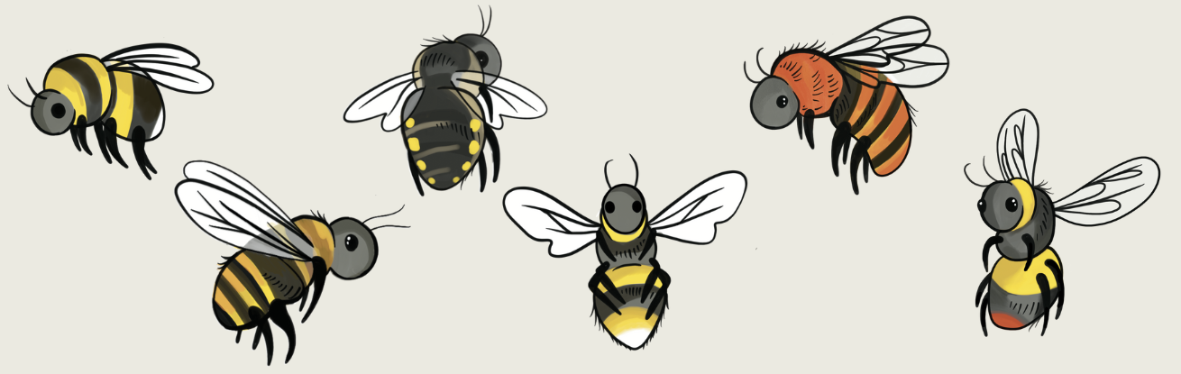 Soil Association Bee Identification Banner.png
