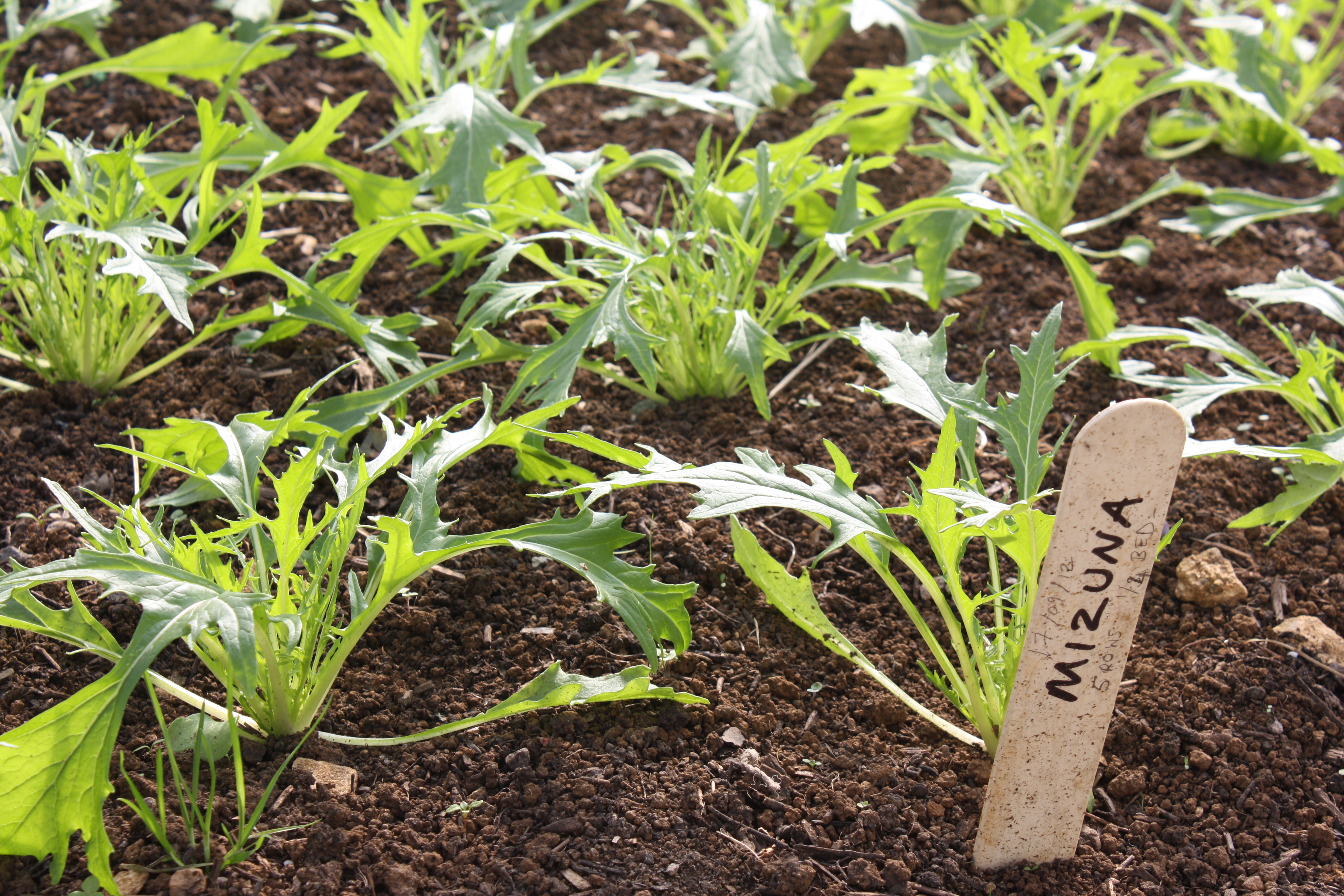 Mizuna growing