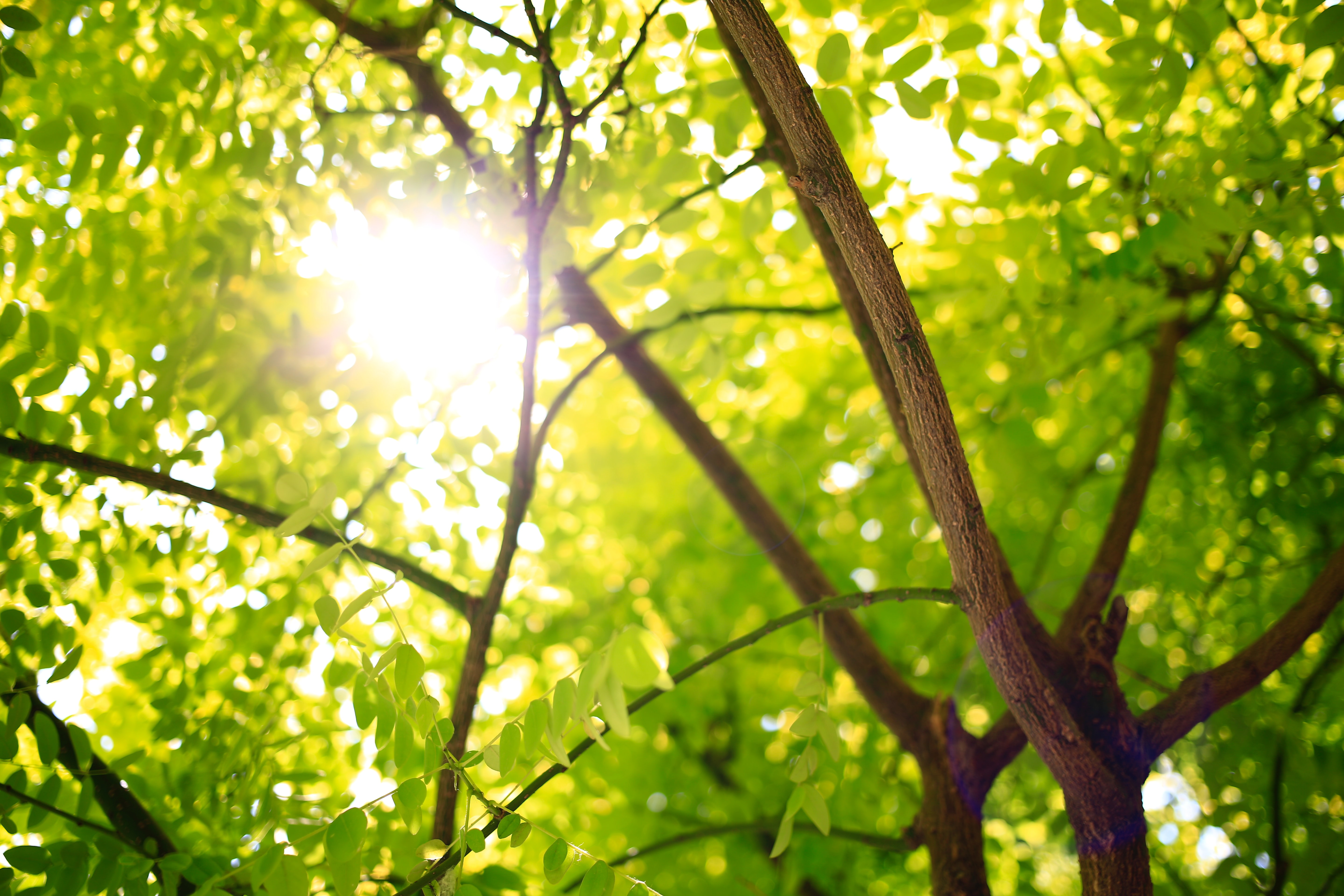 Unsplash-d-jameson-ZIlP3SGjd8U-saplings in wood-notorganic-noexpiry-subject to unsplash terms.jpg