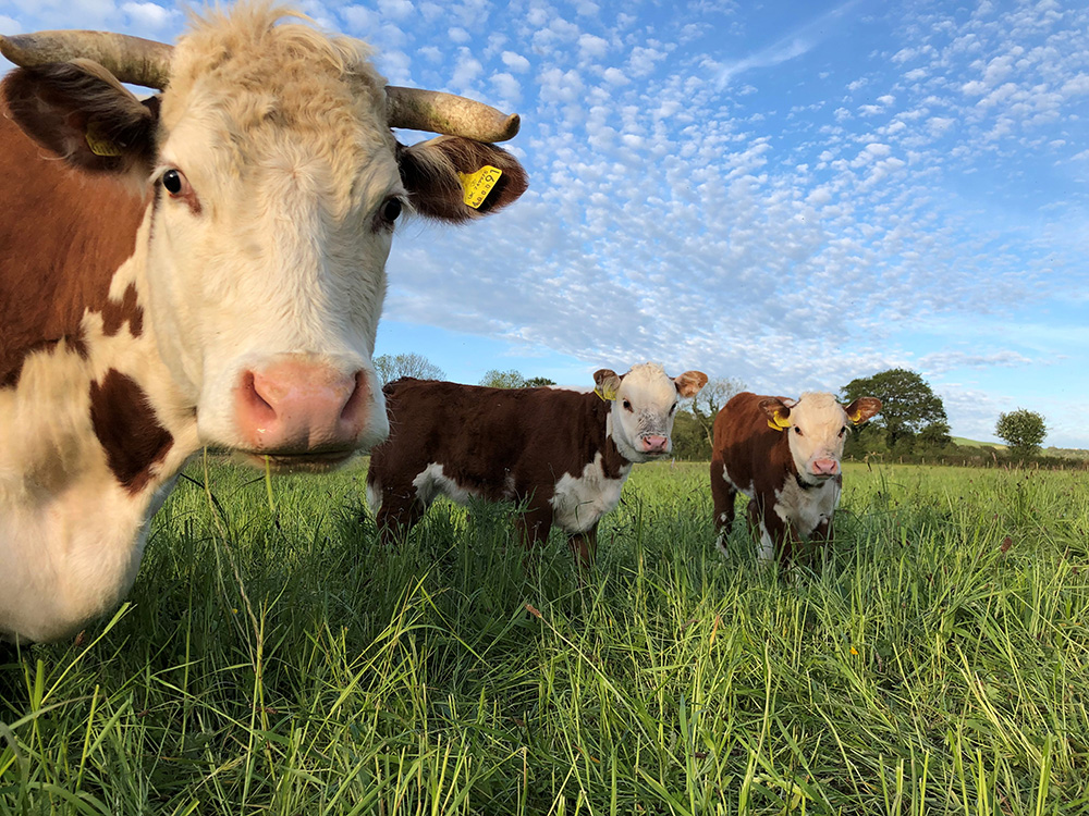 Funding relief for organic farmers as Wales recognises environmental benefits