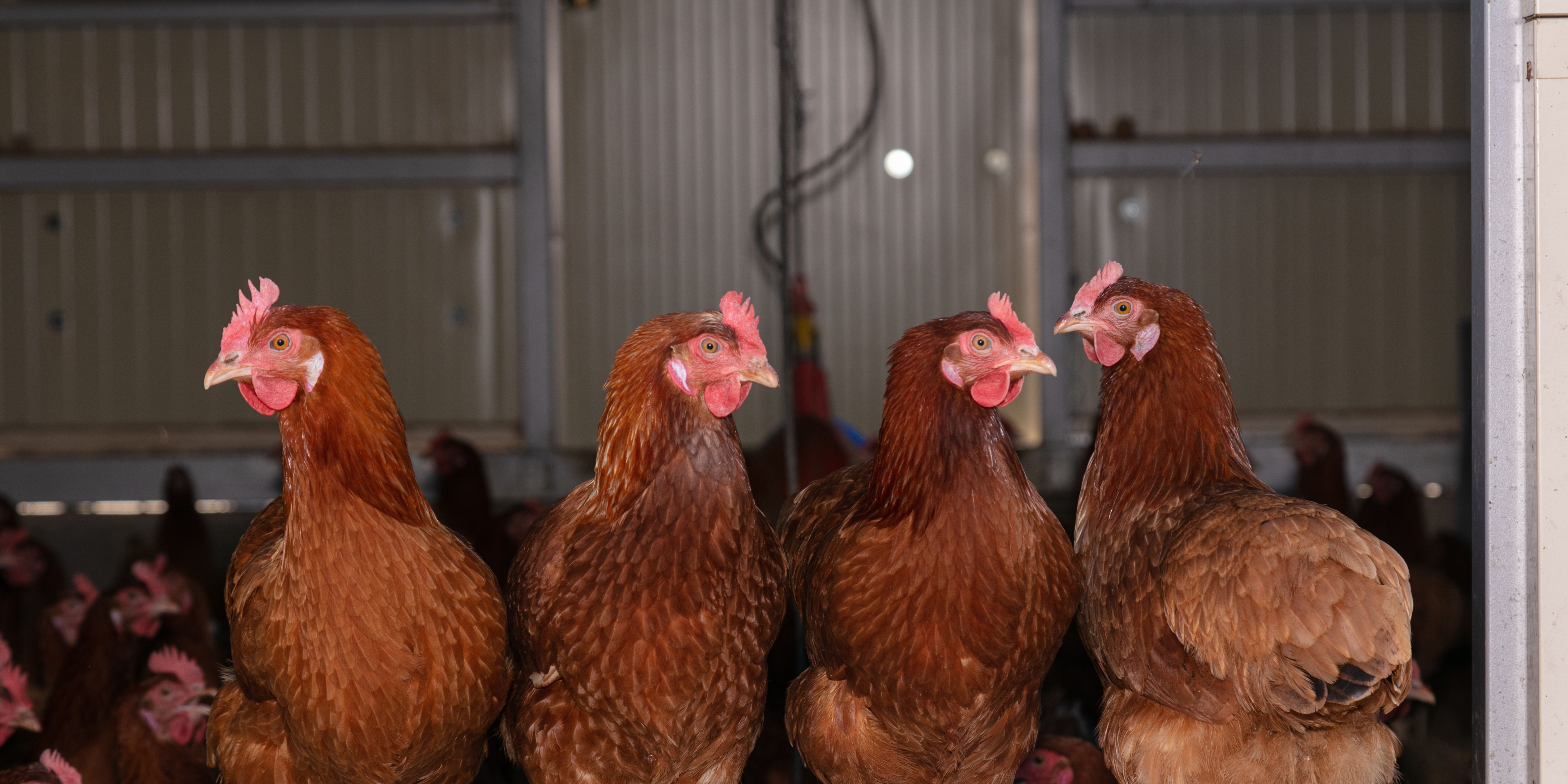 chickens perch.jpg