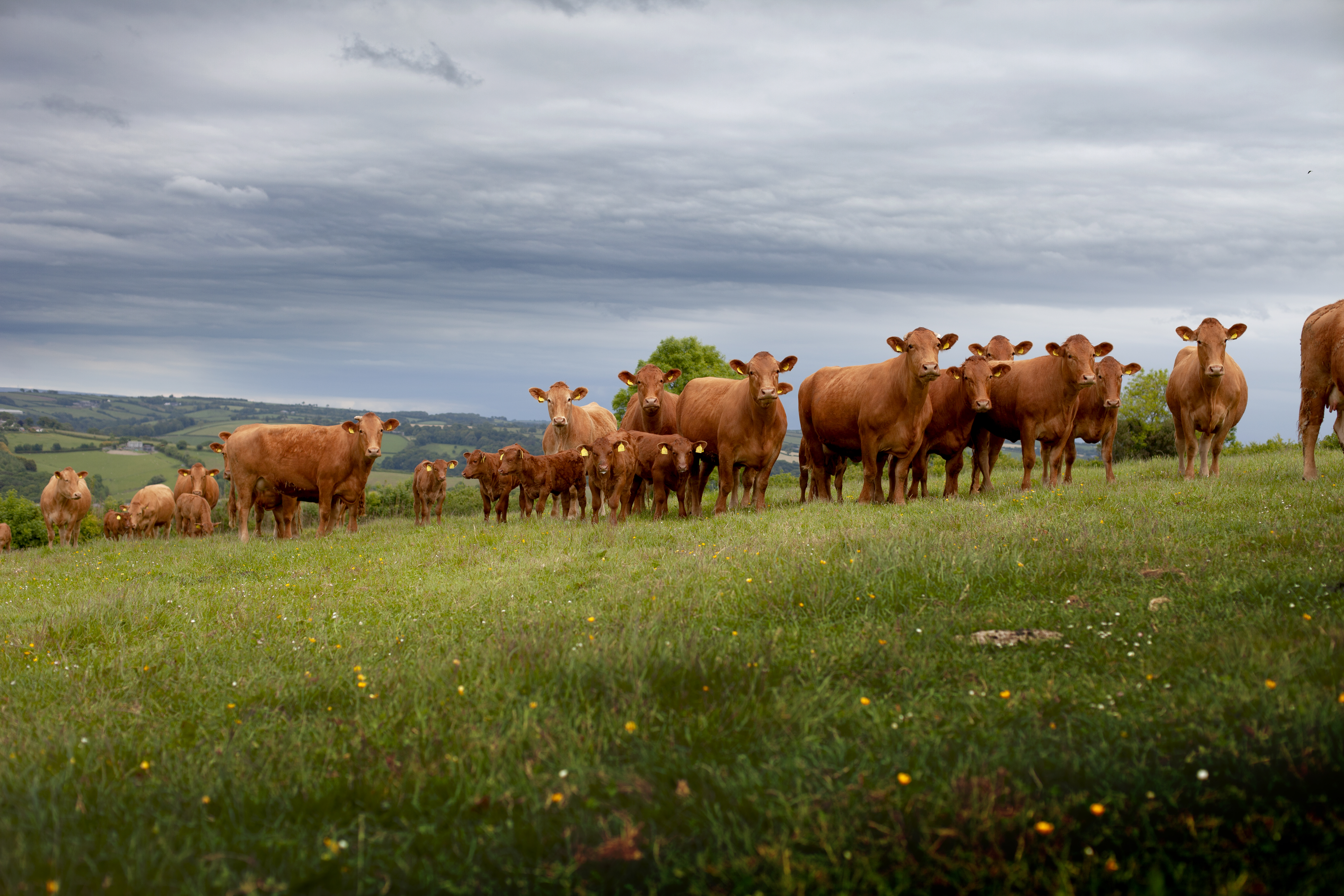 IMG_8180-COWS-ORGANIC-HIGHERHACKNELLLICENSEE-NOEXPIRY-NOCREDITREQUIRED.jpg