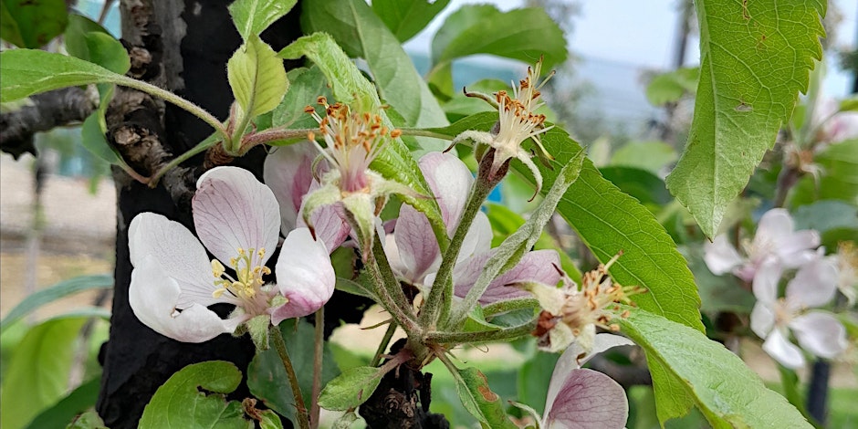 boxford farm-topfruit.jpg