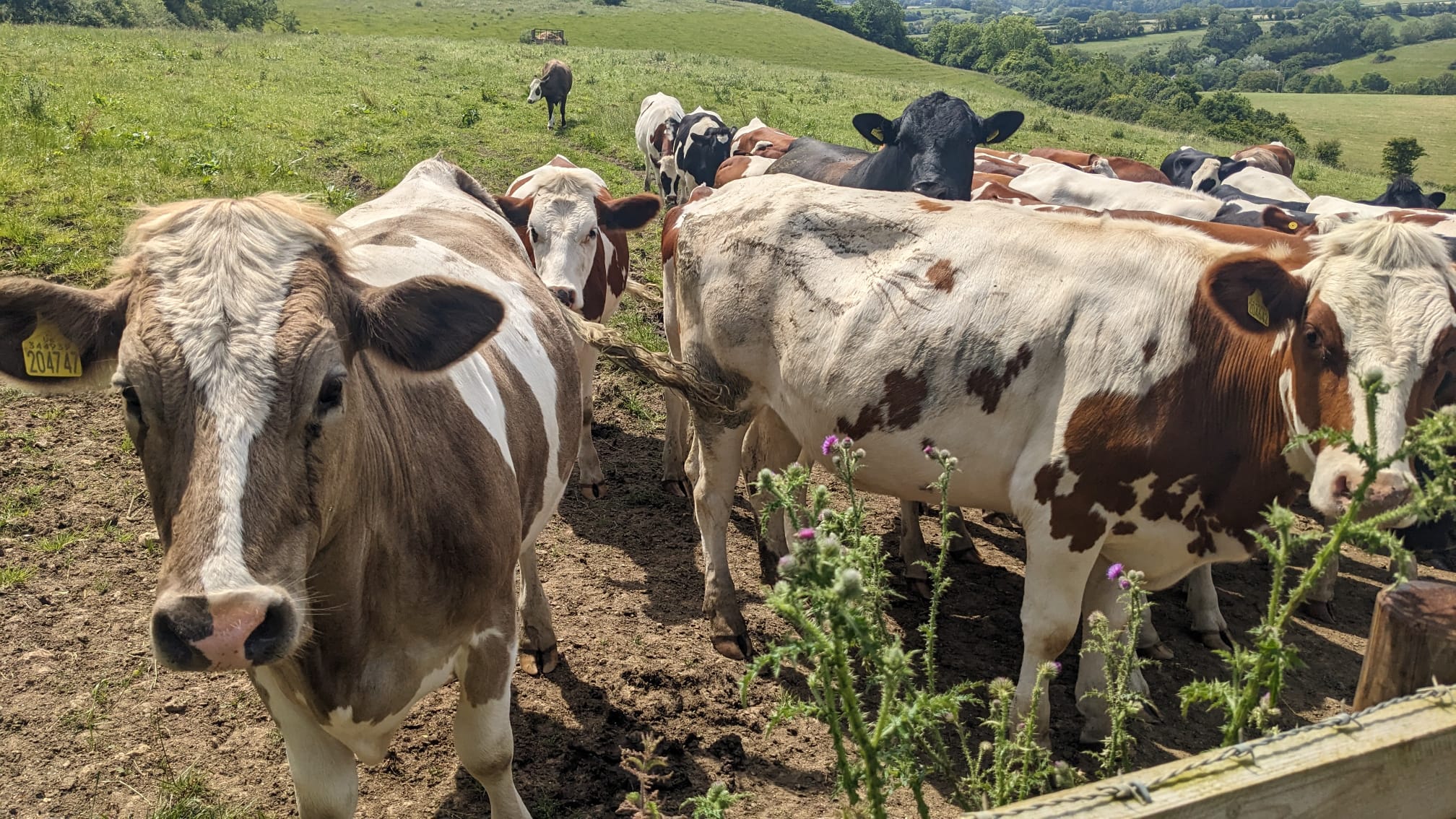 Godminster_dairycows2.jpg