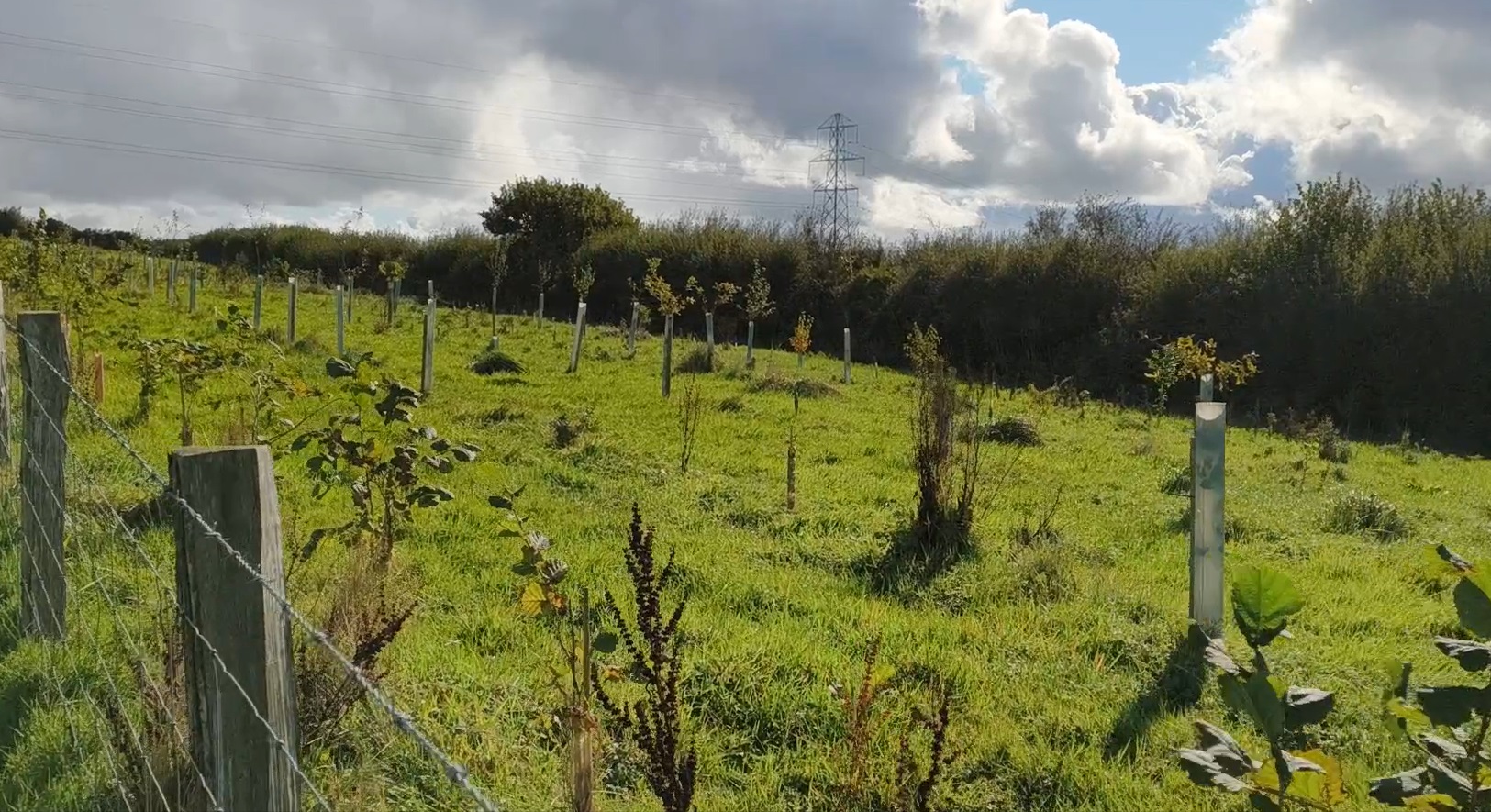 Planting trees at Tregooden credit DM.jpg