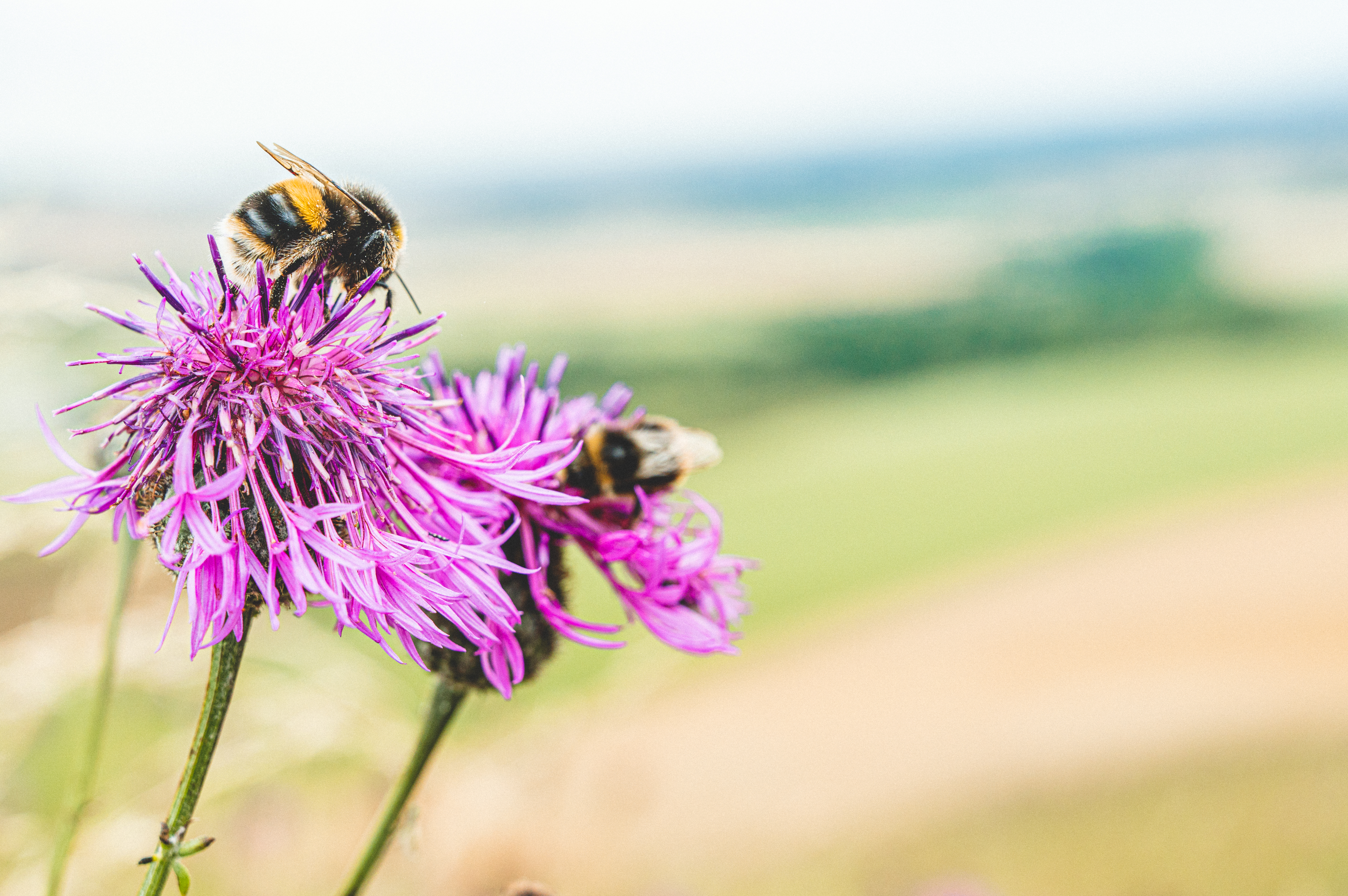 Does the UK Pesticides National Action Plan go far enough?
