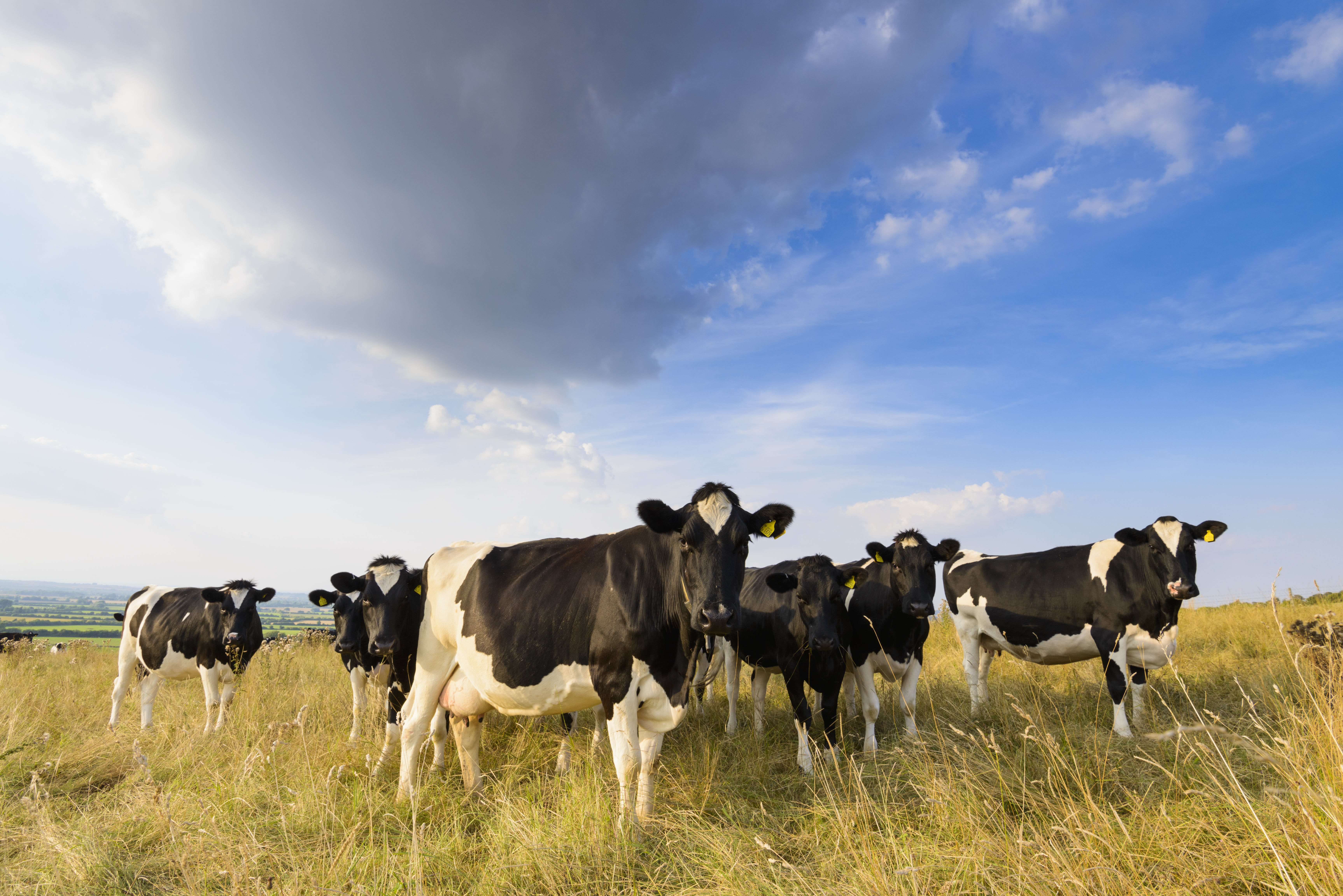 Soil Association standards update