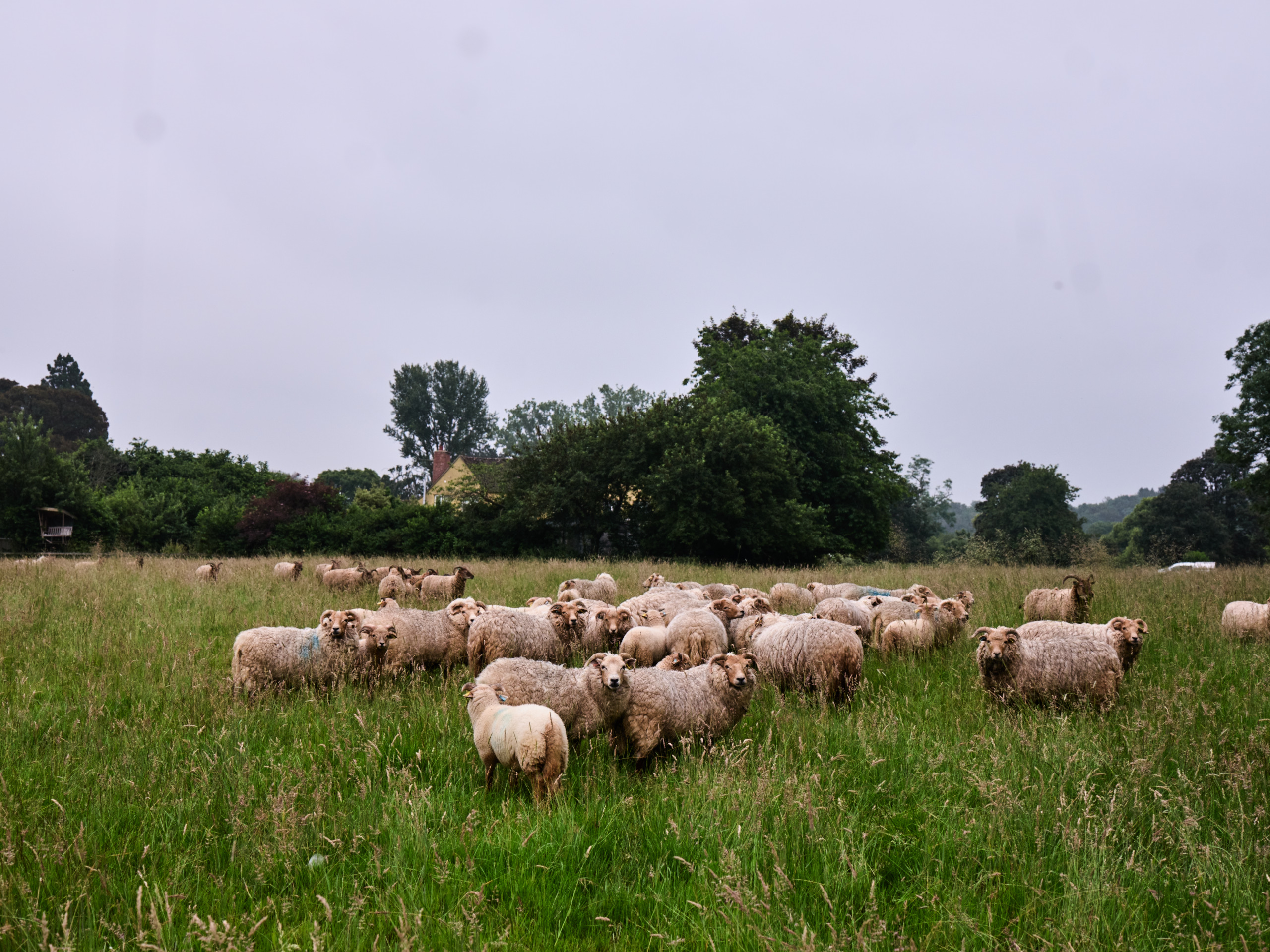 Flockinthefield.jpg