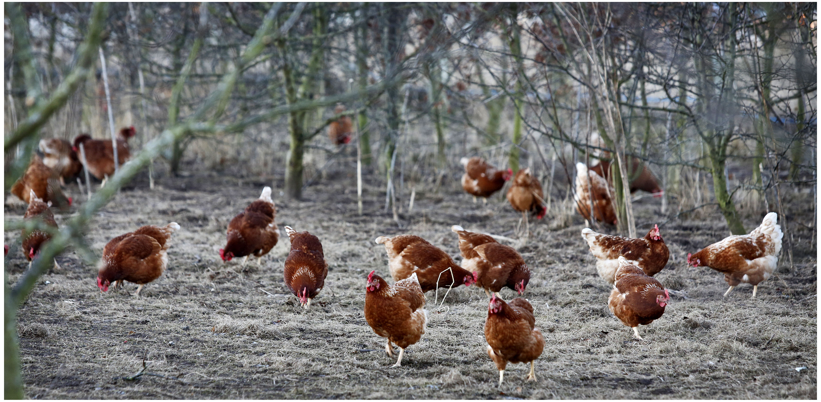 Reminder: New restrictions on the use of non-organic protein in pig and poultry diets in GB