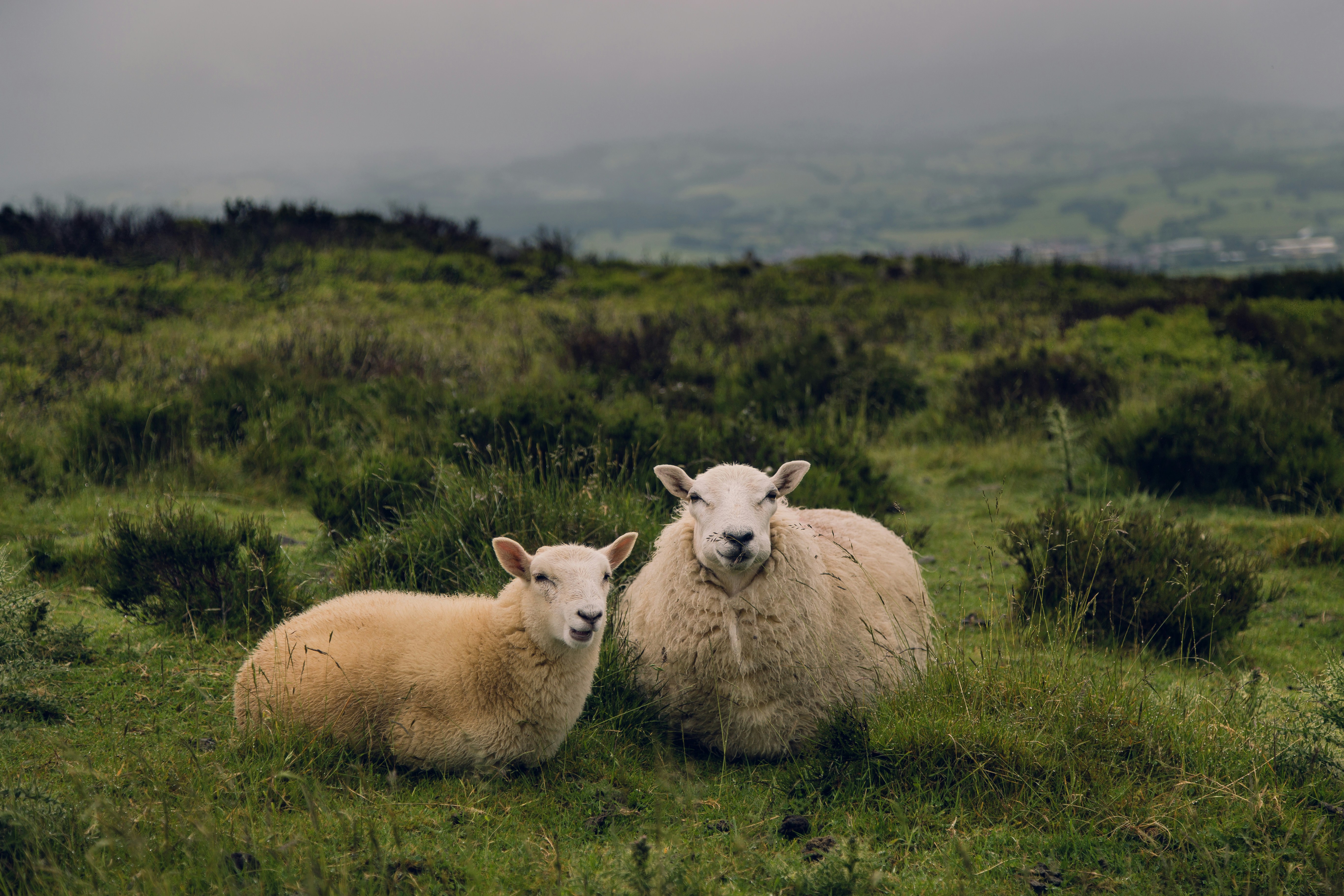 Sheep upland large size.jpg