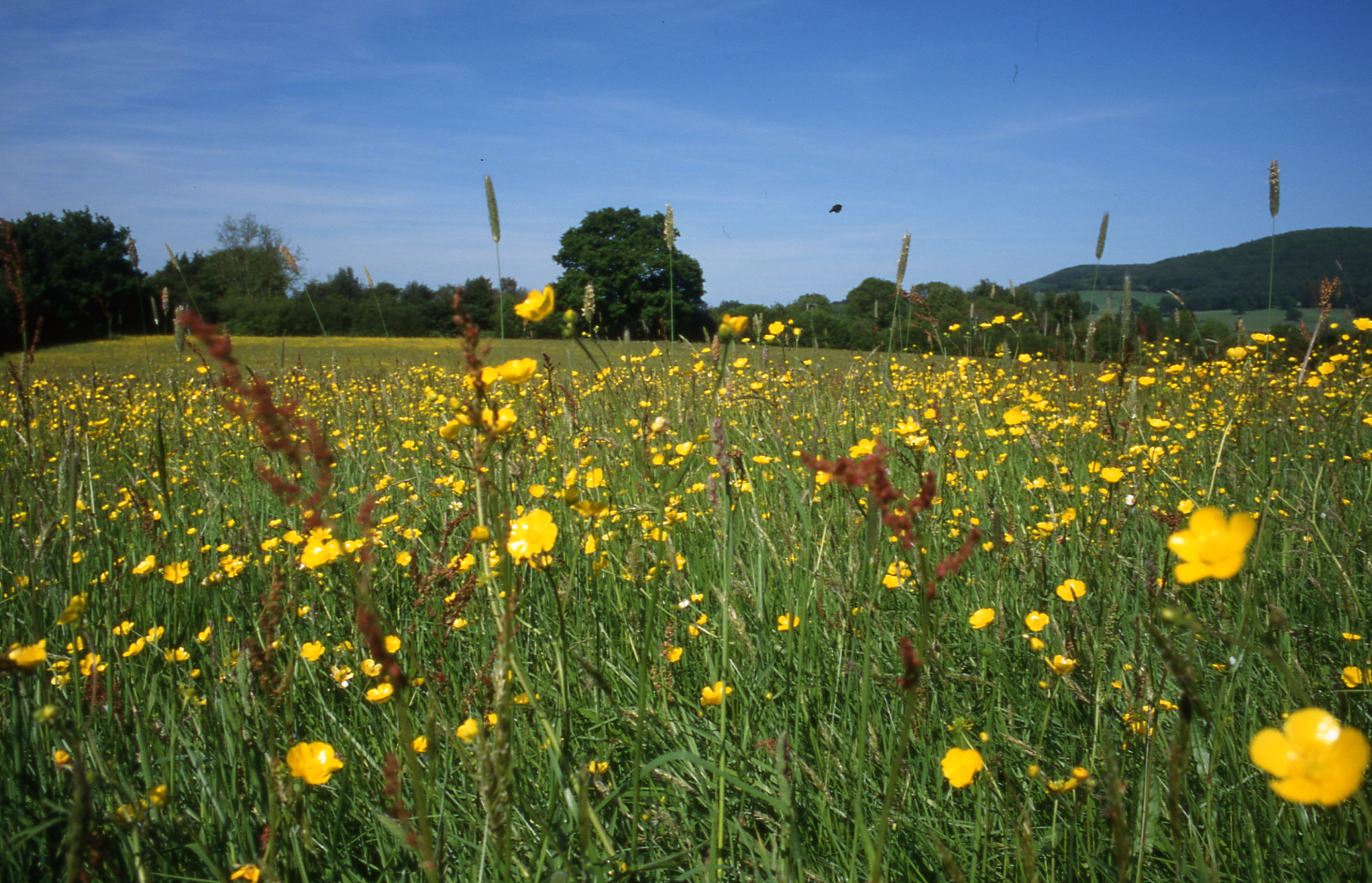 davies meadow.jpg