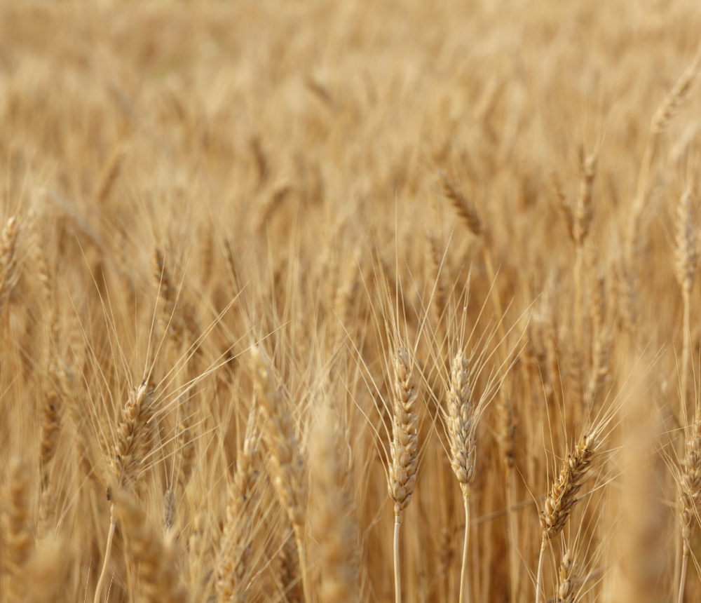 We’re calling on government to Cut the Chemicals from our Food and Fields – will you join us?