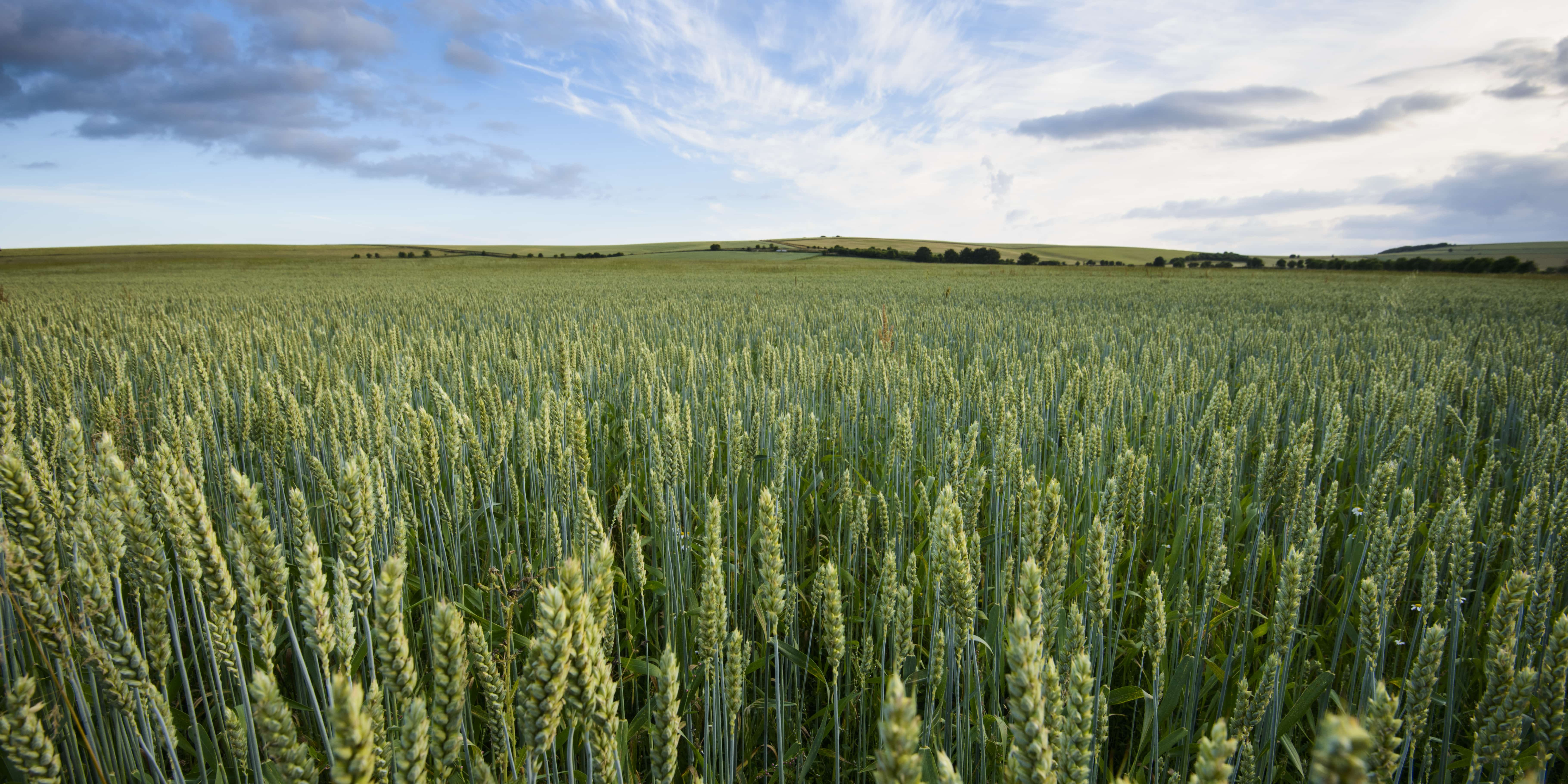 What the Genetic Technology (Precision Breeding) Regulations mean for organic businesses