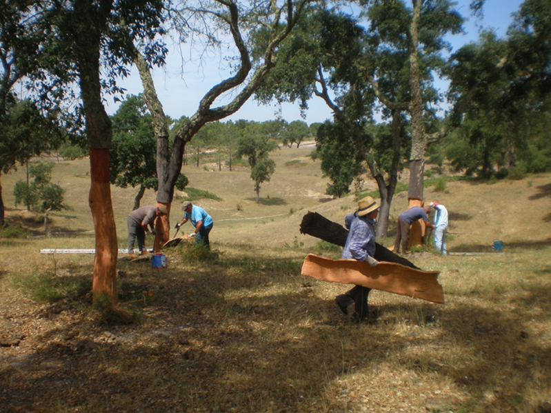 Cork harvesting, Montado, Portugal