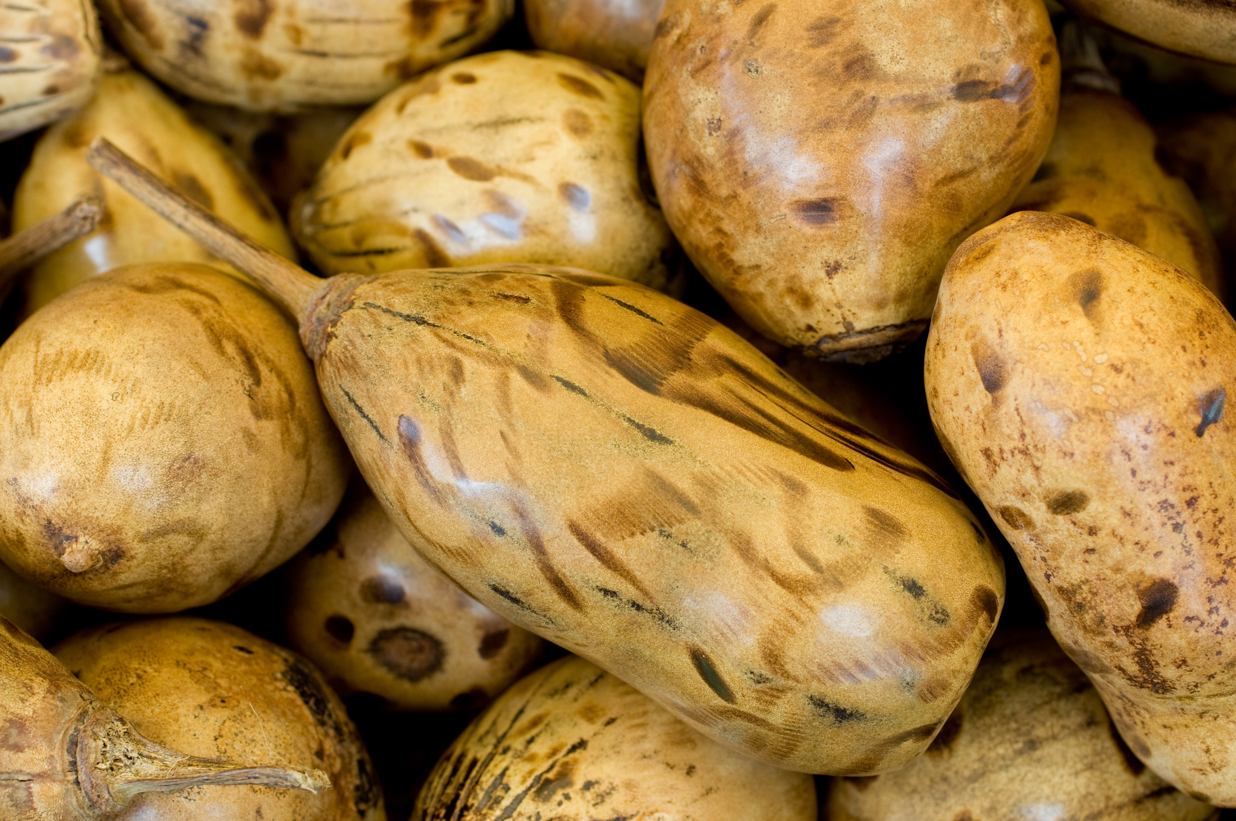 baobab nuts sh.jpg