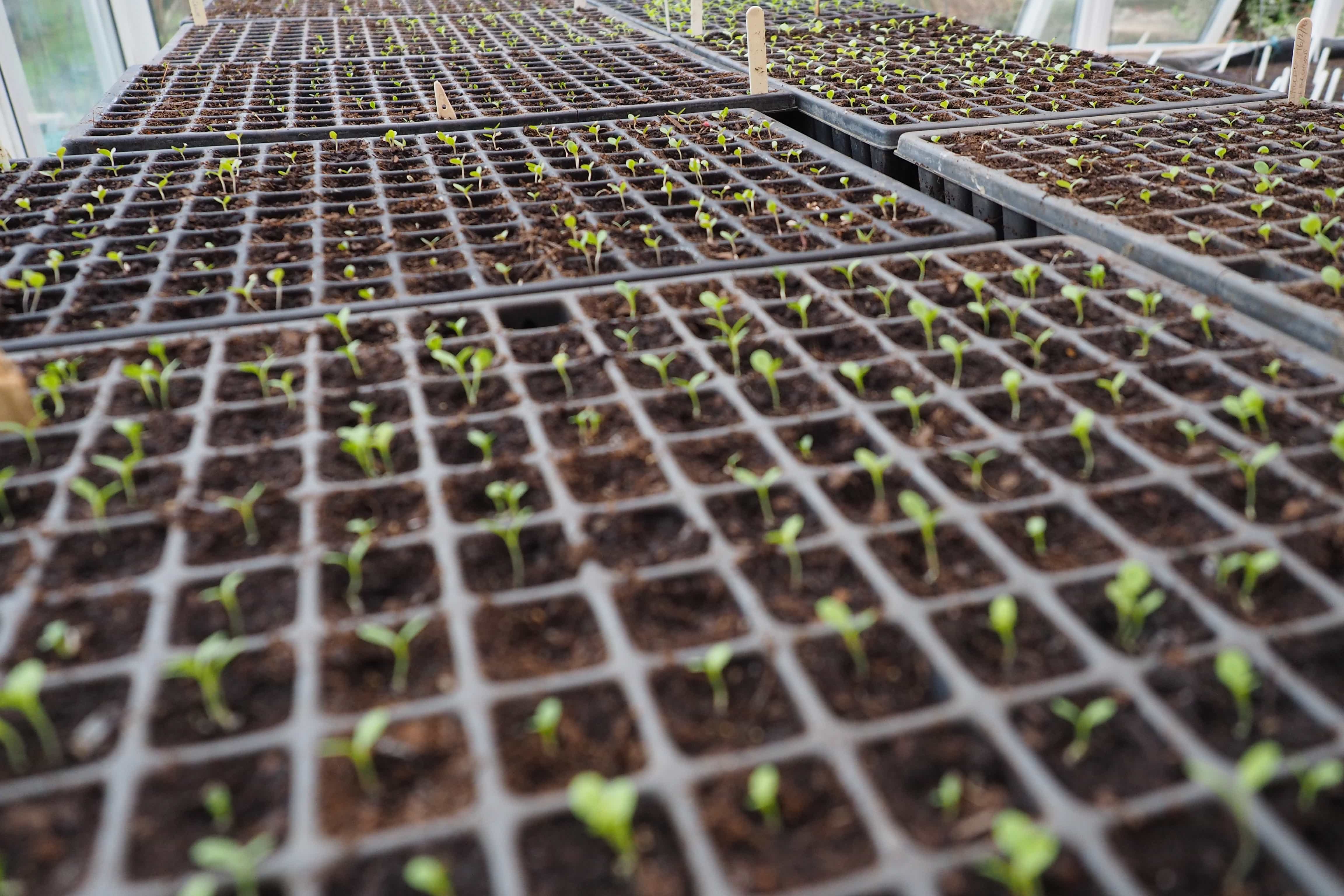 soil seedlings close up.JPG