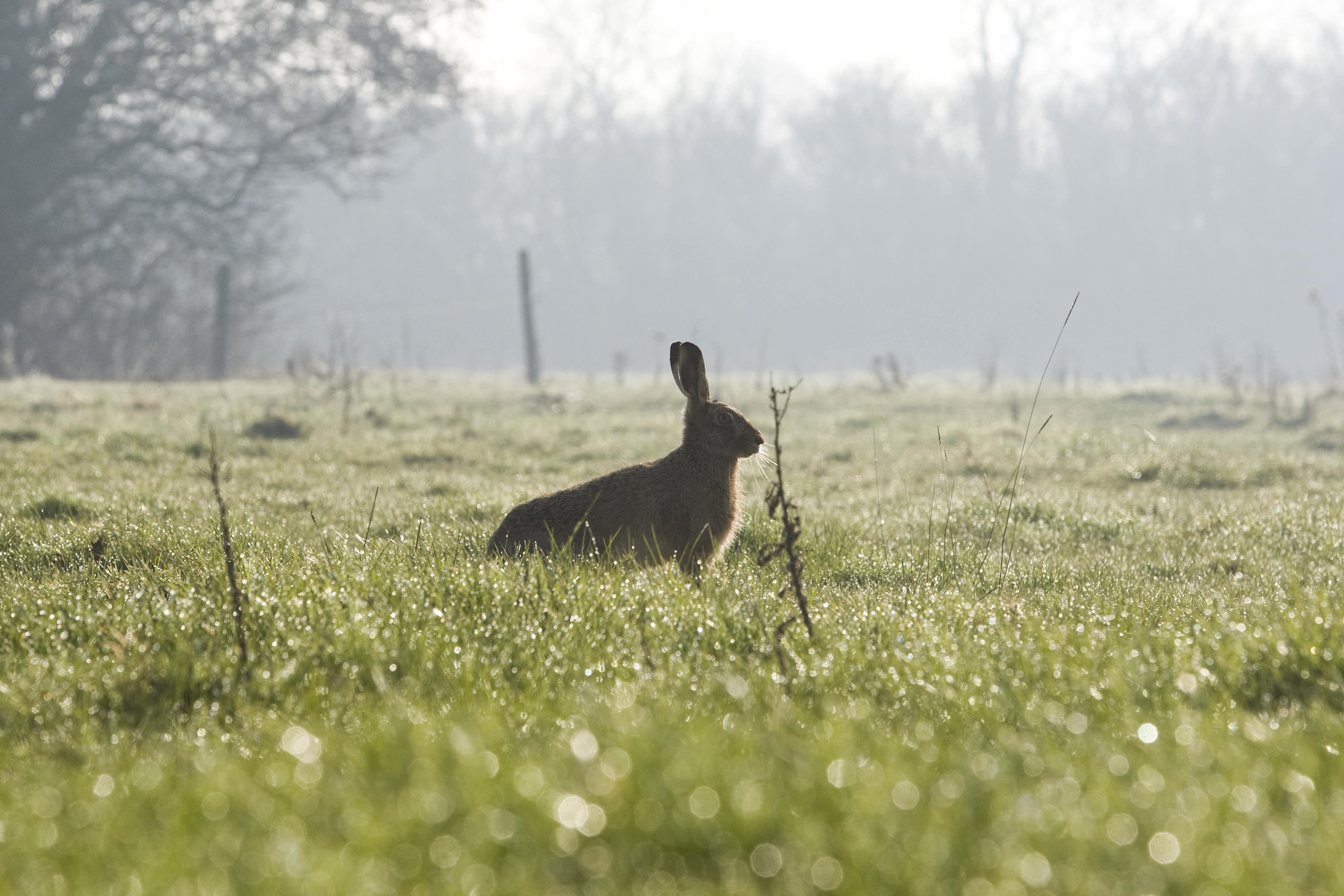 Hare in a misty field