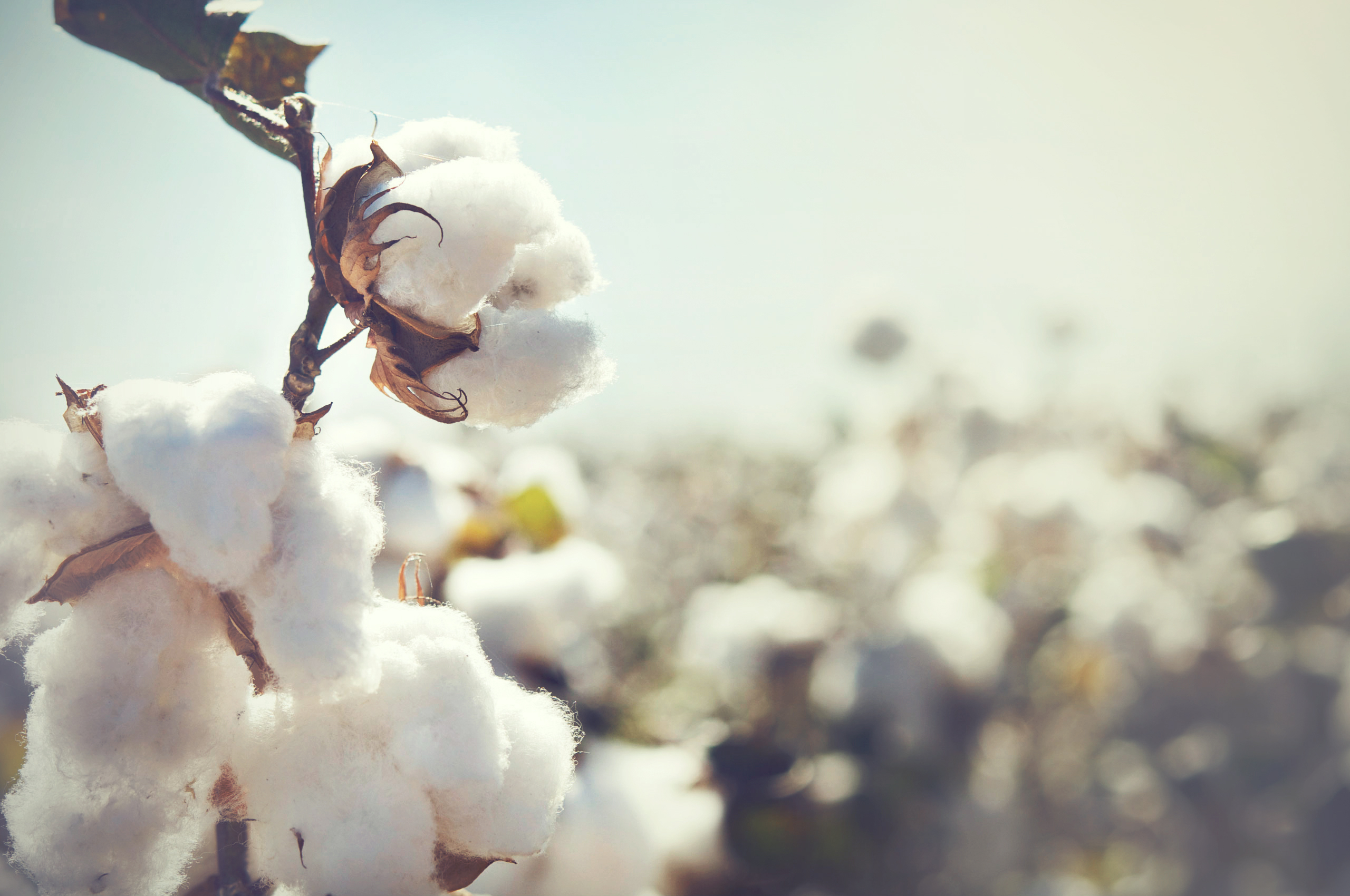 Cotton plants.jpg