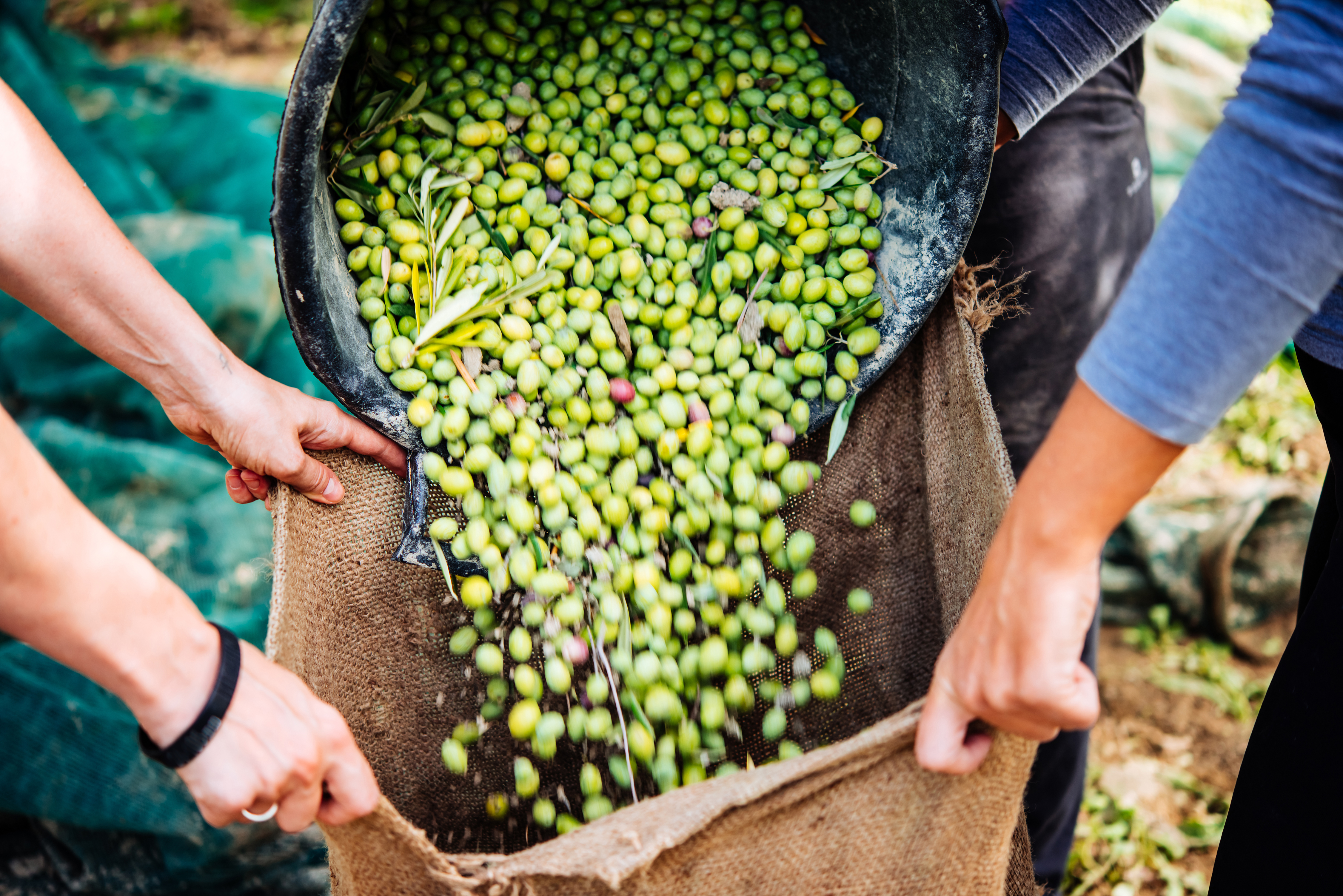 Harvesting olives.jpg